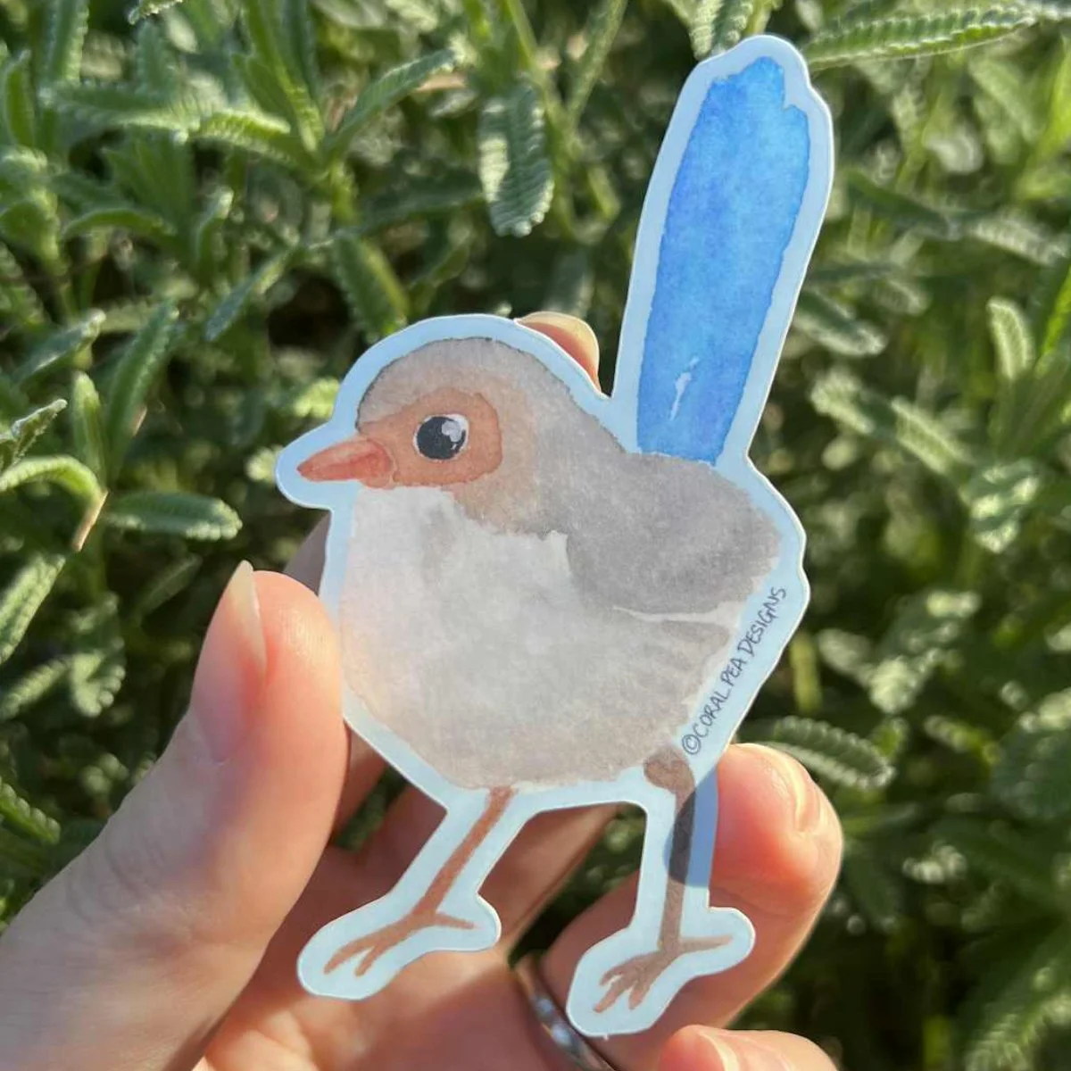 Splendid Blue Fairy Wren Sticker (female)