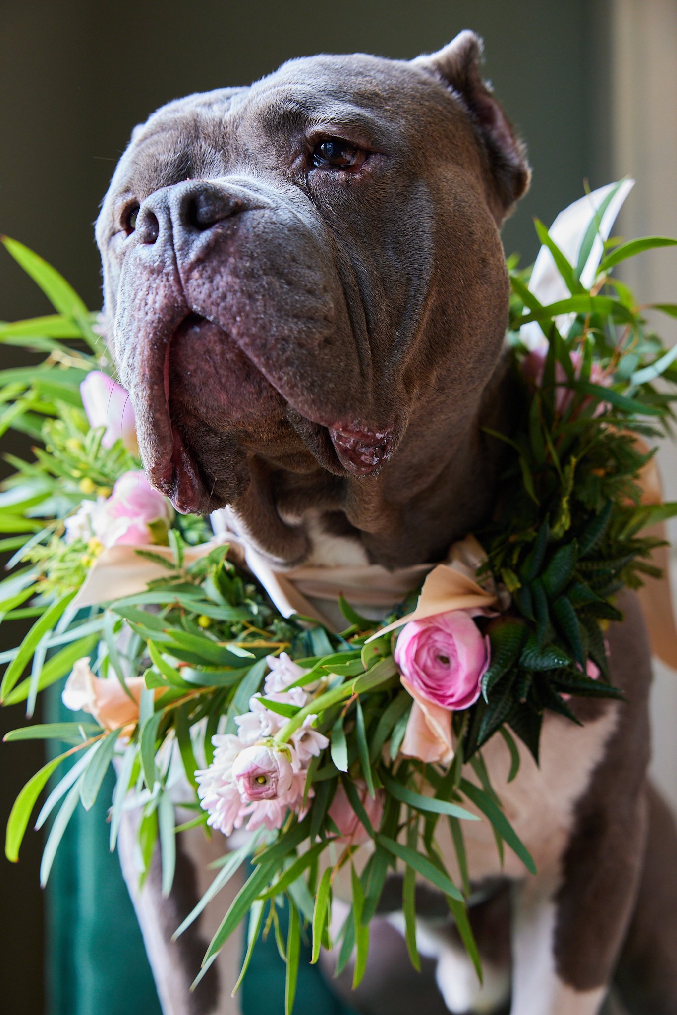 Nicole-dog-iamdwaynemoore-0 82.jpg