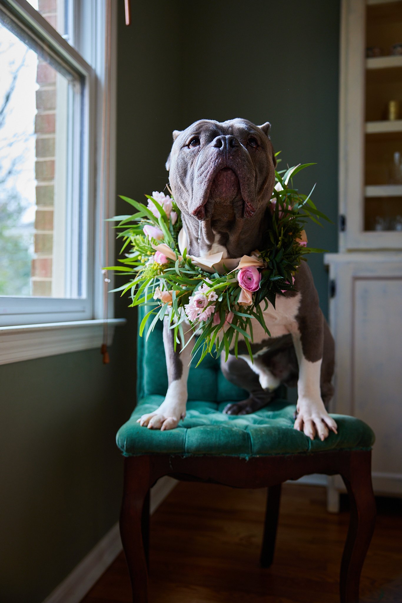 Nicole-dog-iamdwaynemoore-0 10.jpg