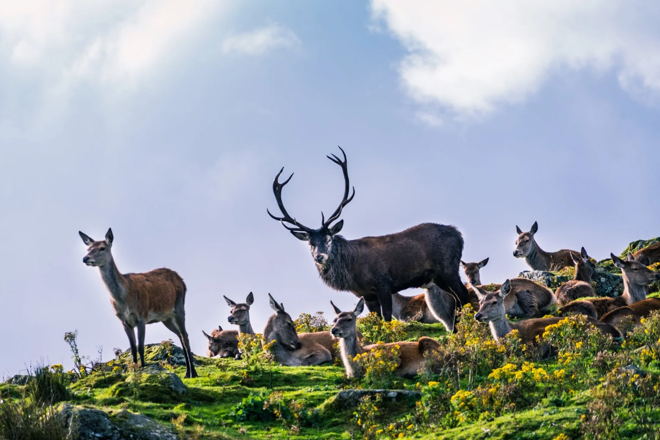Deer in Scotland