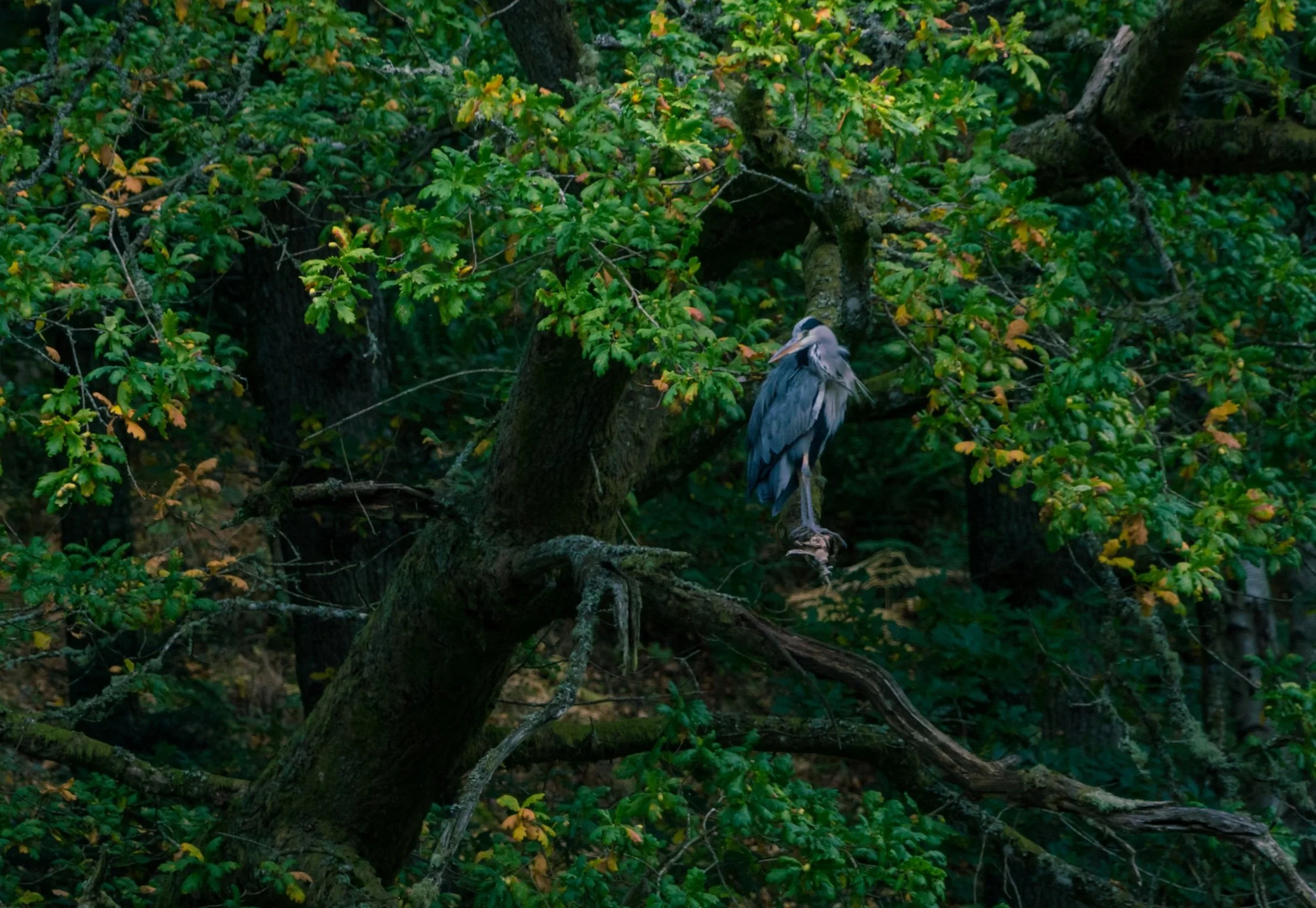Grey Heron in Scotland