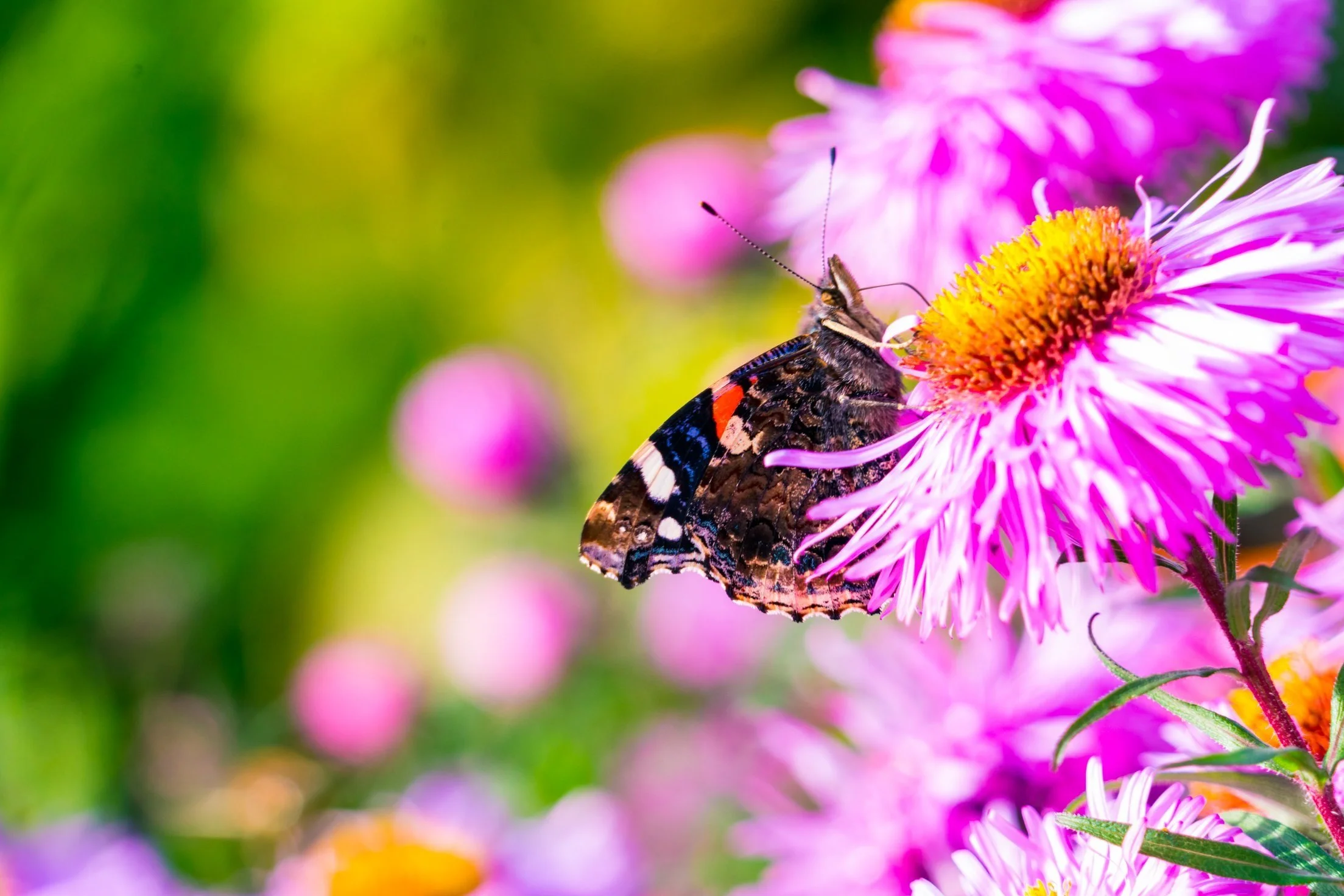 Red Admiral Butterfly