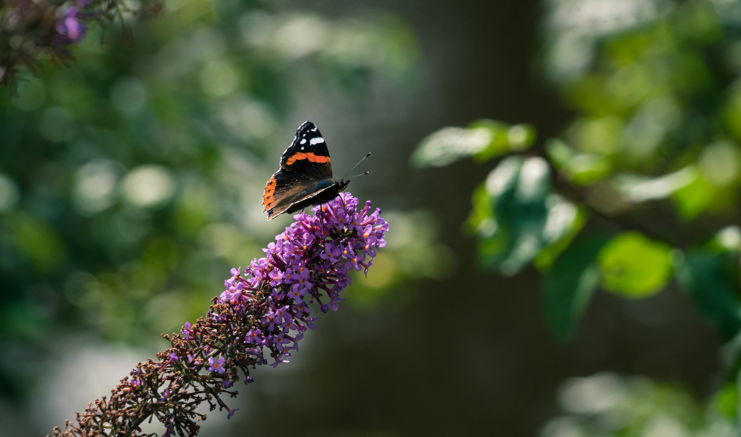Red Admiral