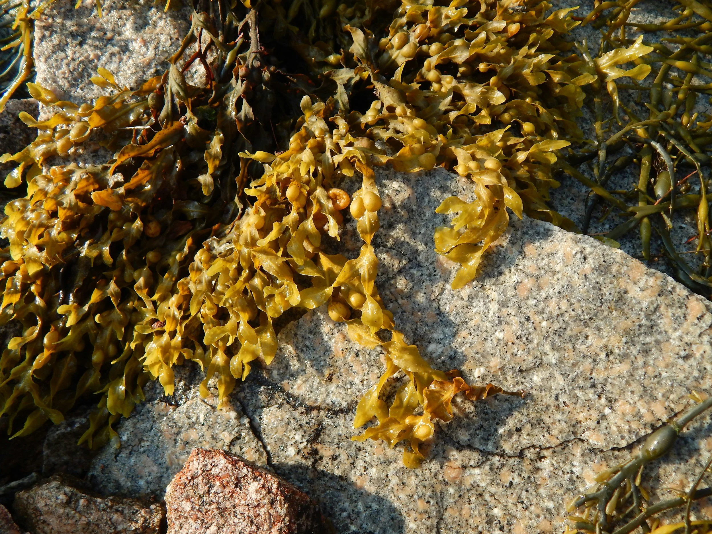 Seaweed and rocks on a sunlit beach.