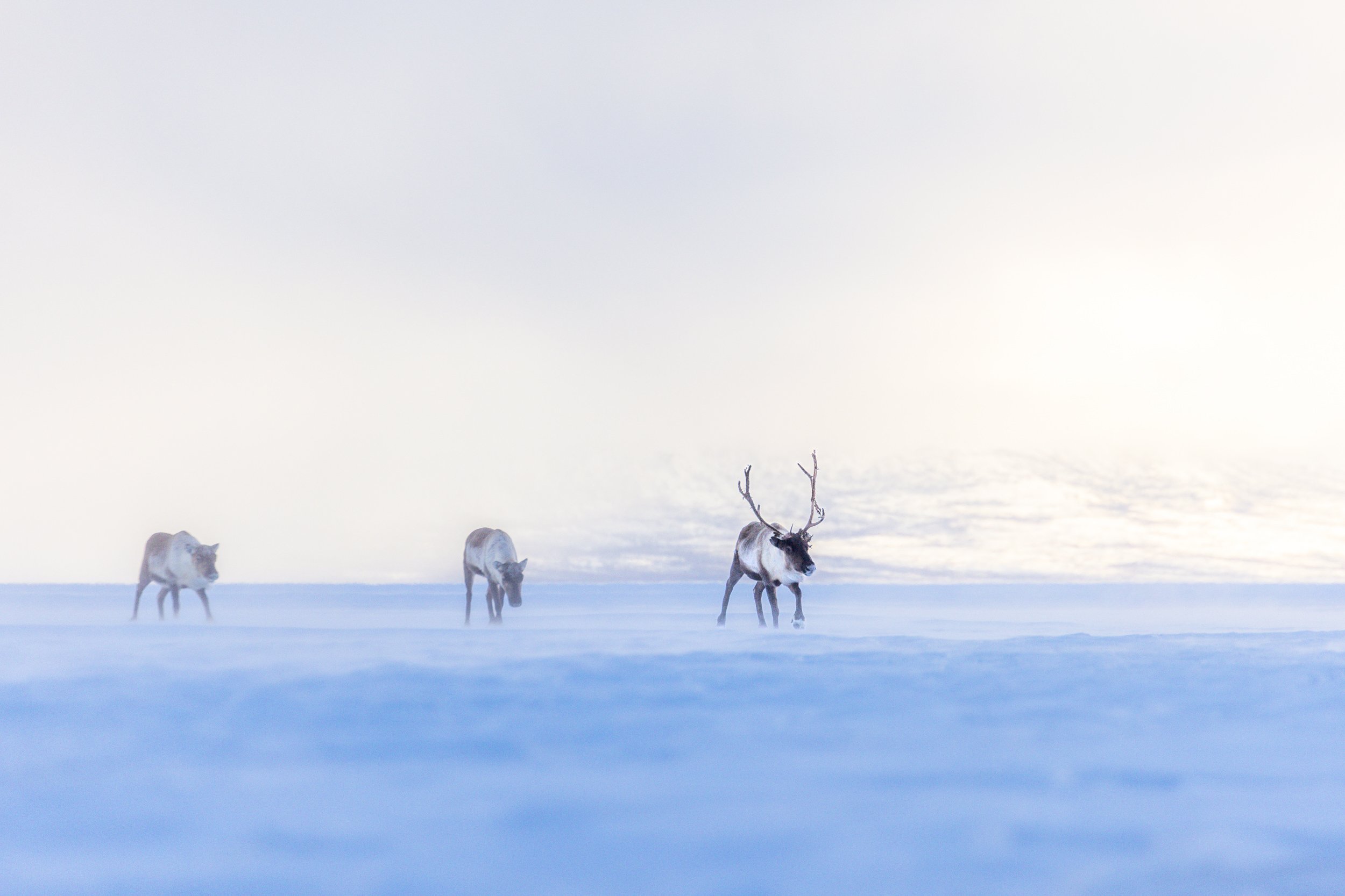 Lapland winter 83.jpg