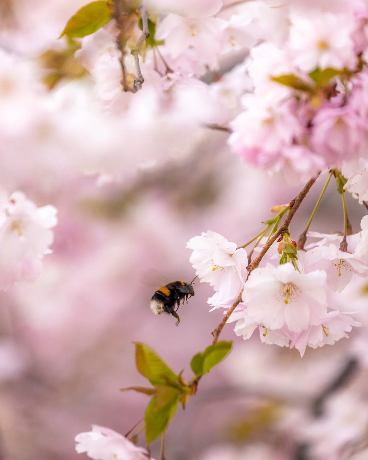 It&rsquo;s that time of the year when the cherry blossoms in Stockholm are blooming - for me, this is always the first sign of spring and warmer days ahead 🌸.

Have you checked them out yet?