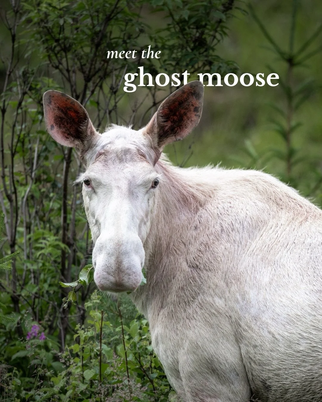 Some moments in nature feel almost unreal 🤯.

And seeing a rare white moose in the deep forests of V&auml;rmland was definitely one of them 🌲🫎🌲.

In Scandinavian folklore, they were often seen as spiritual guardians of the forest &mdash; mysterio