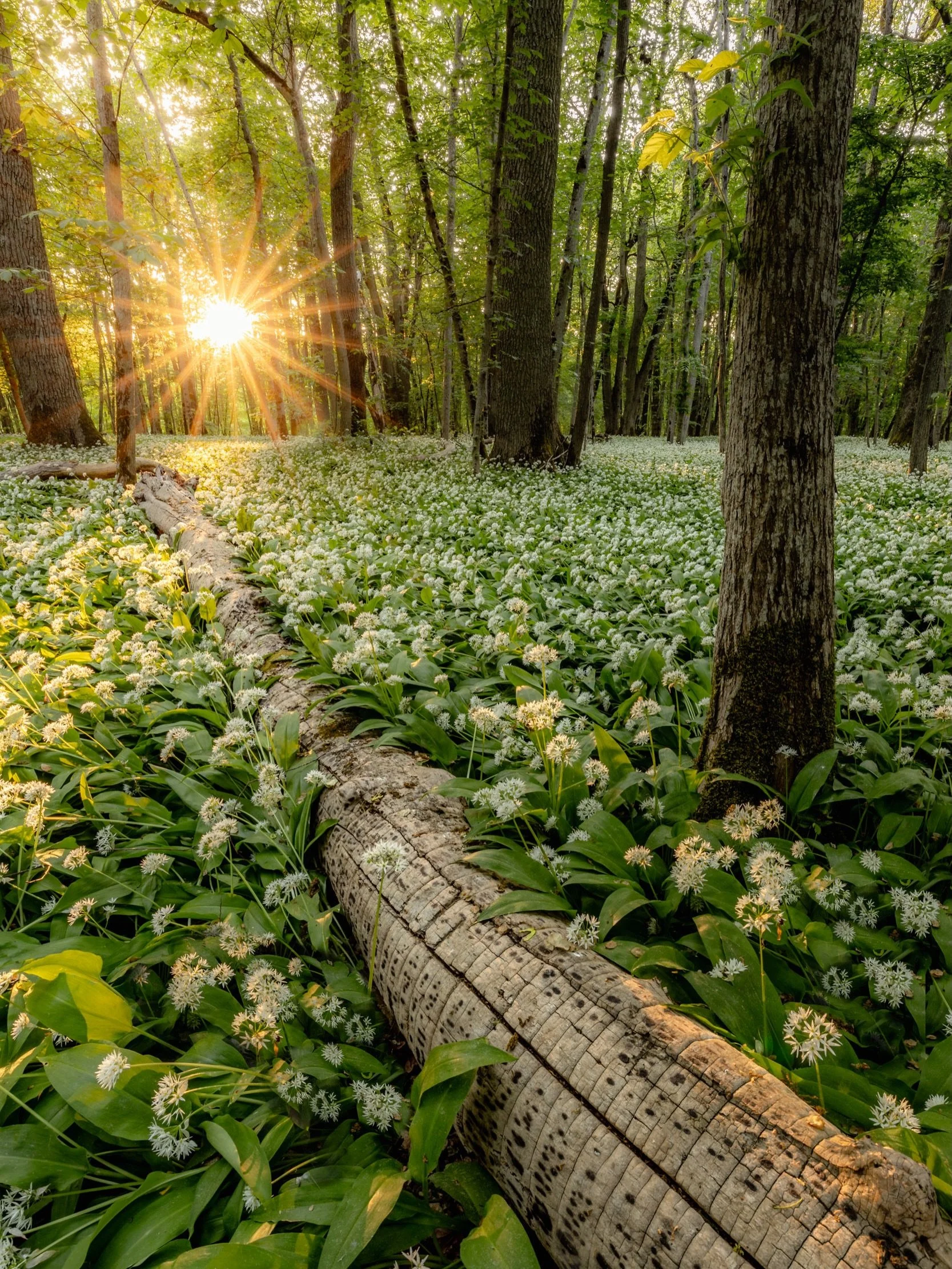 Kinnekulle is one of those magical places that I never get tired of visiting 🤩.

Once a year, in springtime, the forests and meadows of Kinnekulle turn into an enchanted world. The white flowers of the blooming wild garlic cover the entire forest fl