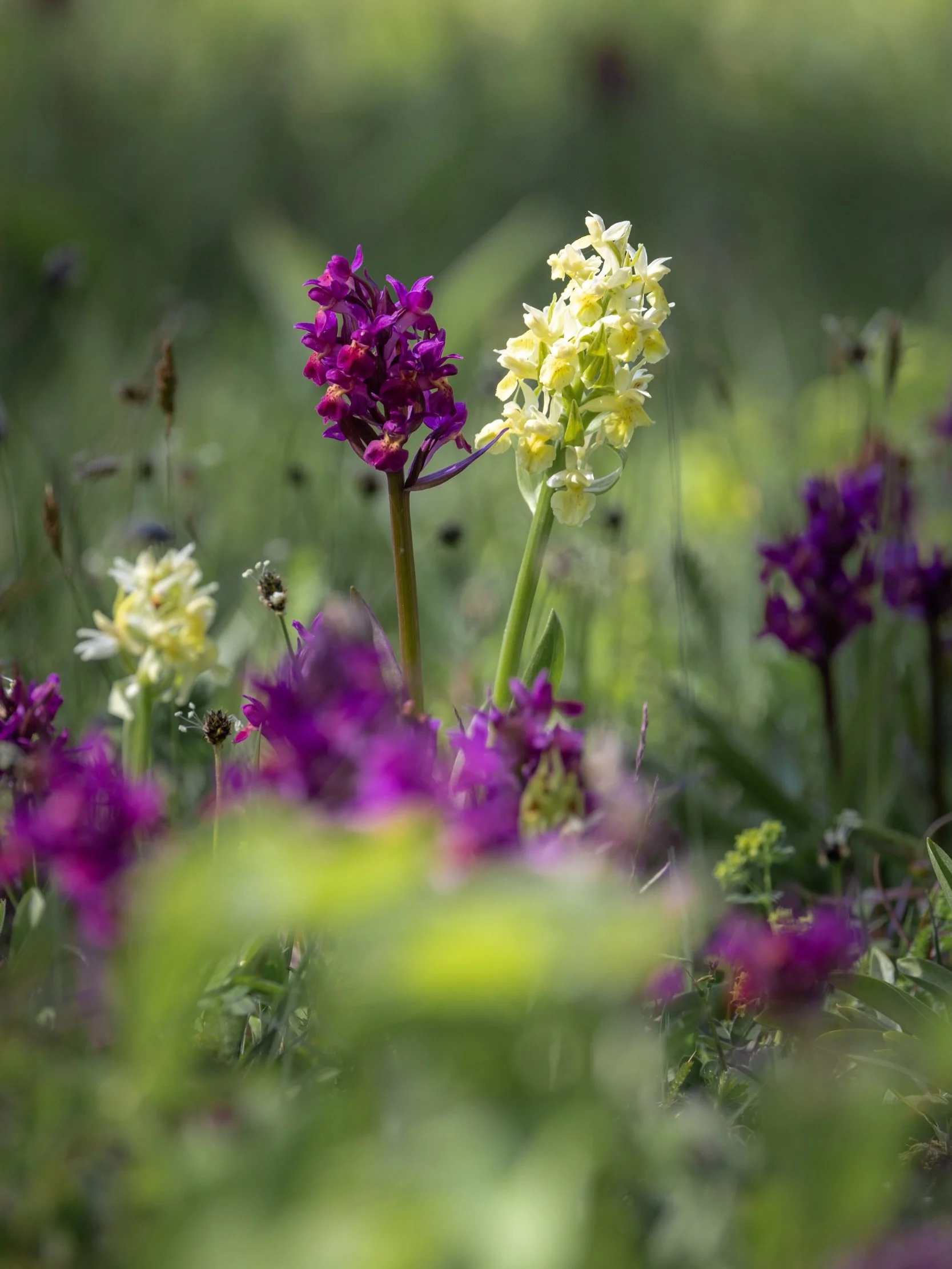 Last weekend, my friend @hamed.bank.photography and I packed the kayaks and paddled through the Stockholm Archipelago towards &Auml;ngs&ouml; National Park in search of one of Sweden&rsquo;s most fascinating wildflowers: the orchids known as Adam &am