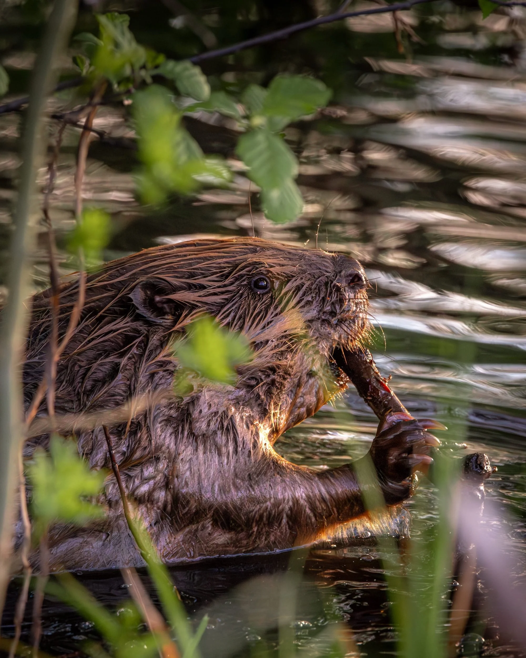 A few days ago I went out for a beaver hunt - and it was a successful one 🦫📸🤙.

I had already seen beavers close to where I live before, but I never had my camera with me. 

So this time I walked around the lake Sicklasj&ouml;n with my camera and 