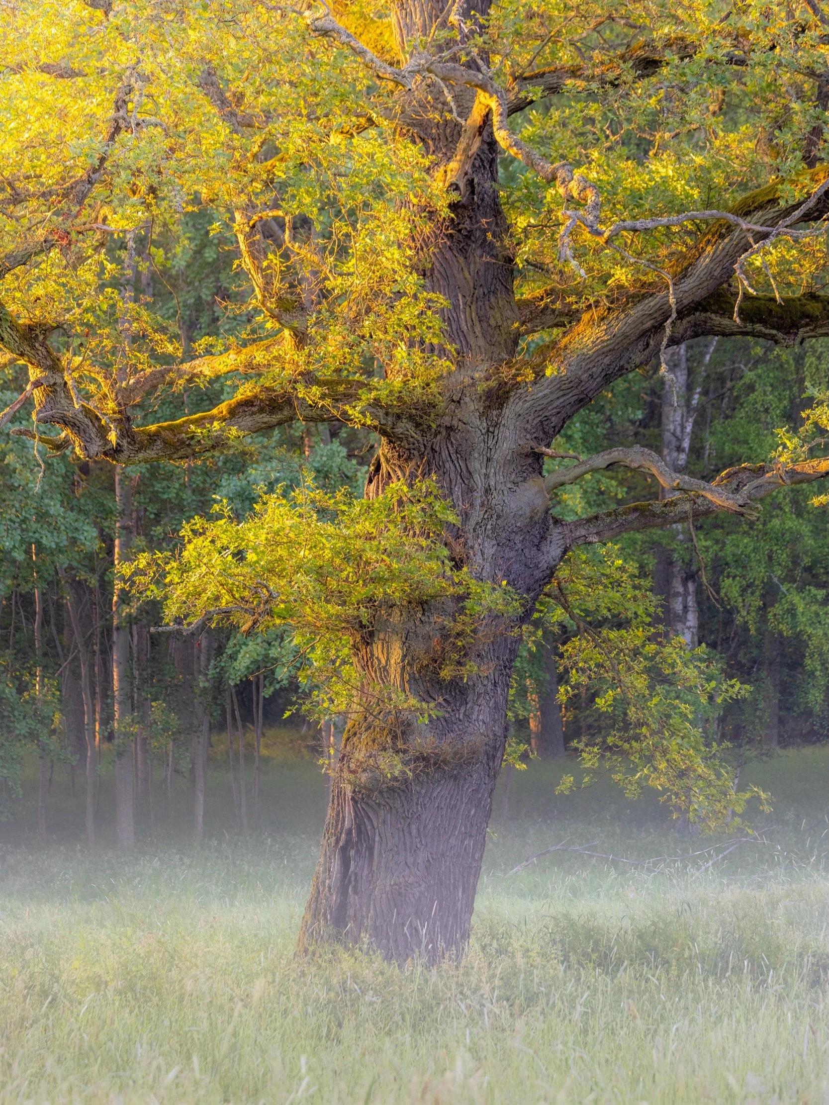 In a city full of historic streets and waterfront views, Djurg&aring;rden feels like a world of its own 🌿.

Just a short walk from the city center, you&rsquo;ll find ancient oak trees, quiet forest trails, open meadows, and some of Stockholm&rsquo;s