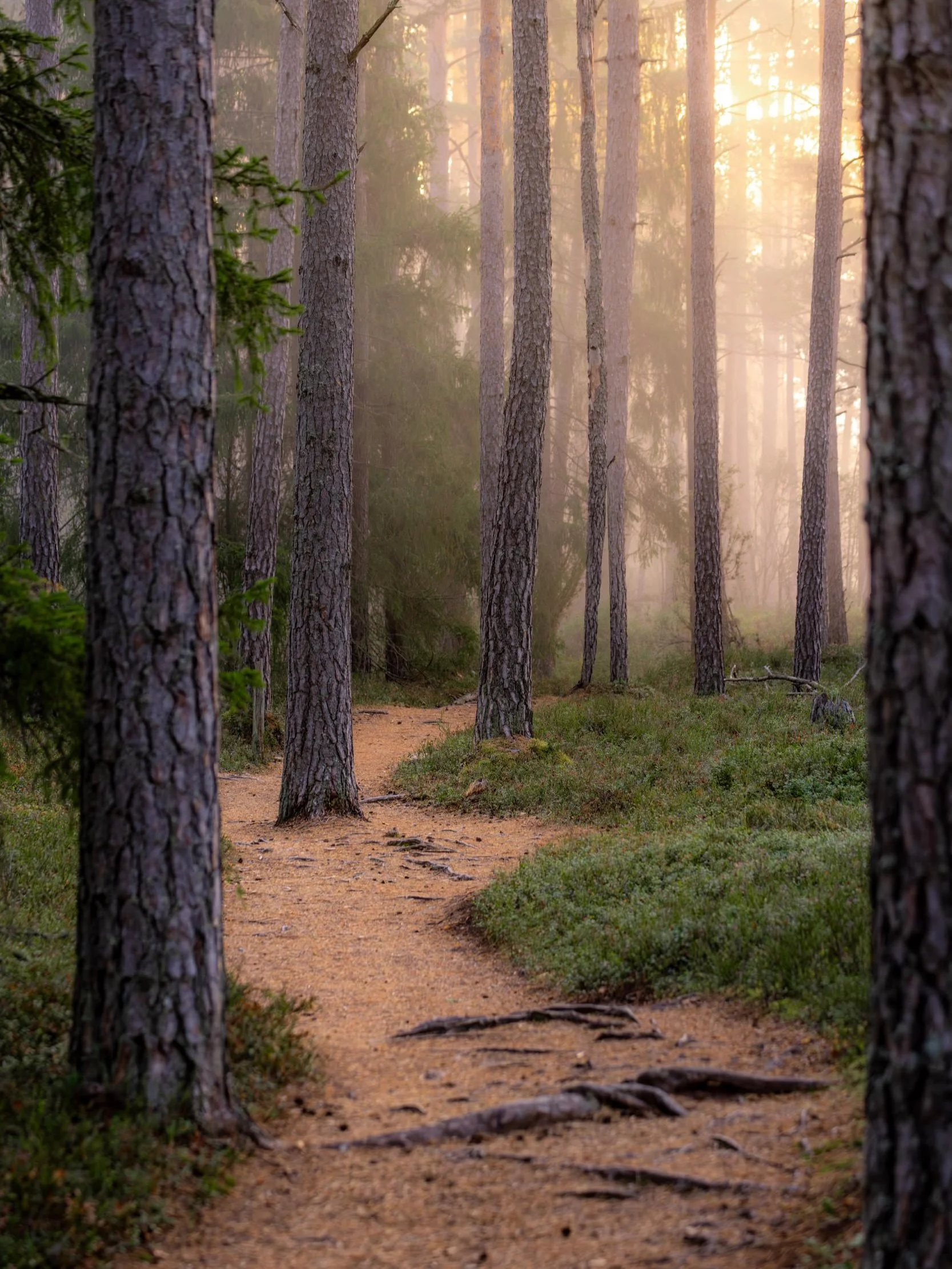 Another one of my favorite places in Sm&aring;land is Store Mosse National Park 🏞️.

With its vast open marshlands, endless boardwalks, and quiet forests, it&rsquo;s an incredible place for photography 📸🌿

But my favorite time to visit is early au