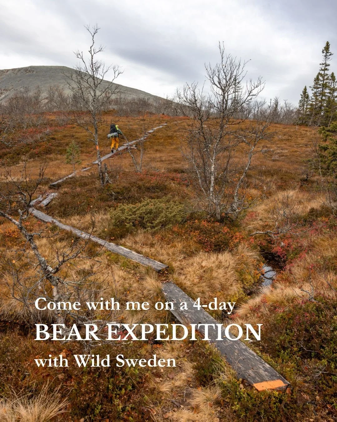 |Promo| 4 days in the Swedish wilderness, searching for brown bears! 🐻🏕️

A few weeks ago, I had the opportunity to join @wildsweden on one of their incredible wilderness expeditions in the mountains of northern Sweden.

We hiked through beautiful 