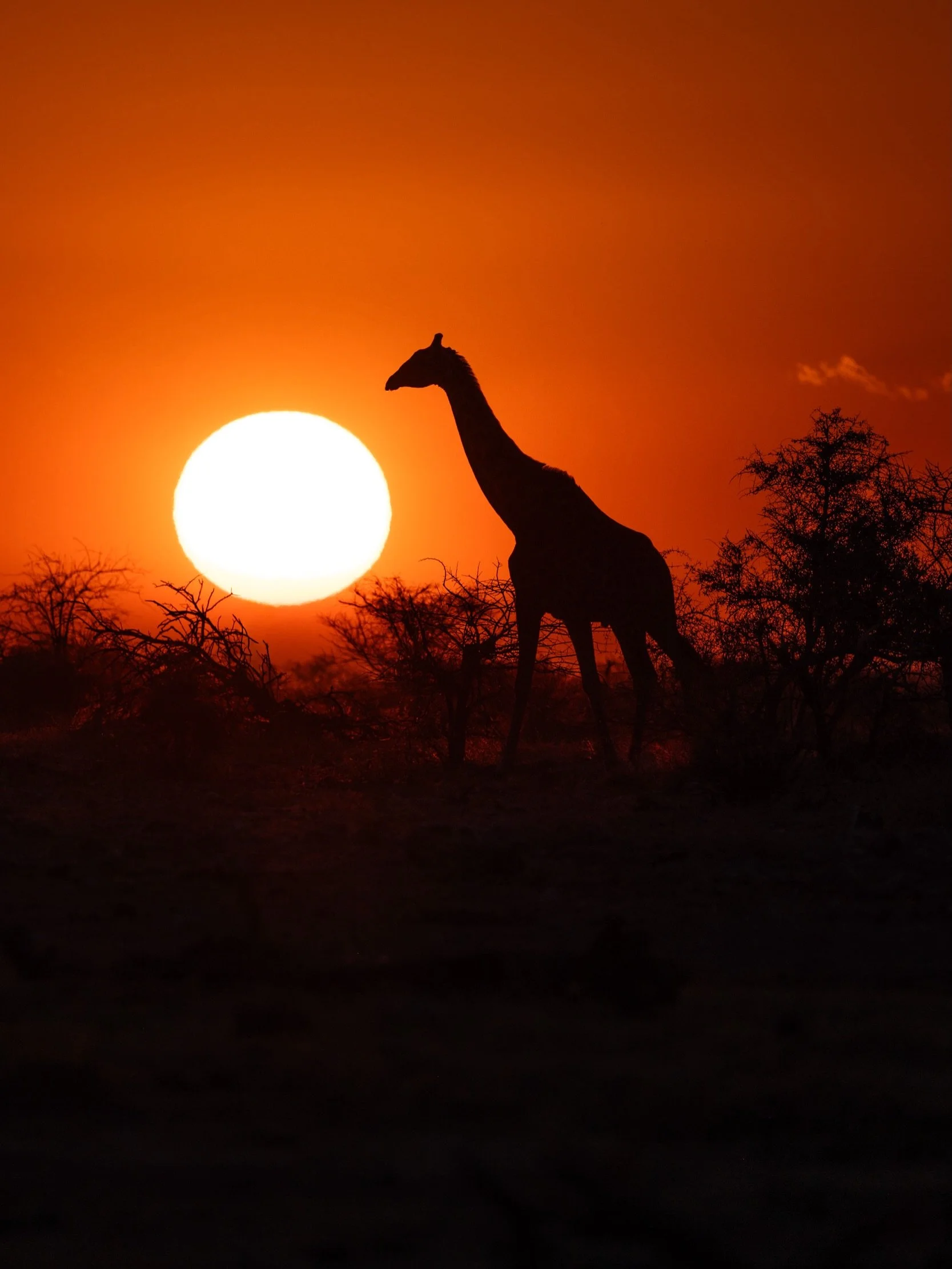 I can&rsquo;t believe it&rsquo;s already been a year since my wife and I explored Namibia! 🇳🇦😍

Looking back at these photos brings back so many incredible memories from what was definitely one of the most fascinating countries I&rsquo;ve ever vis