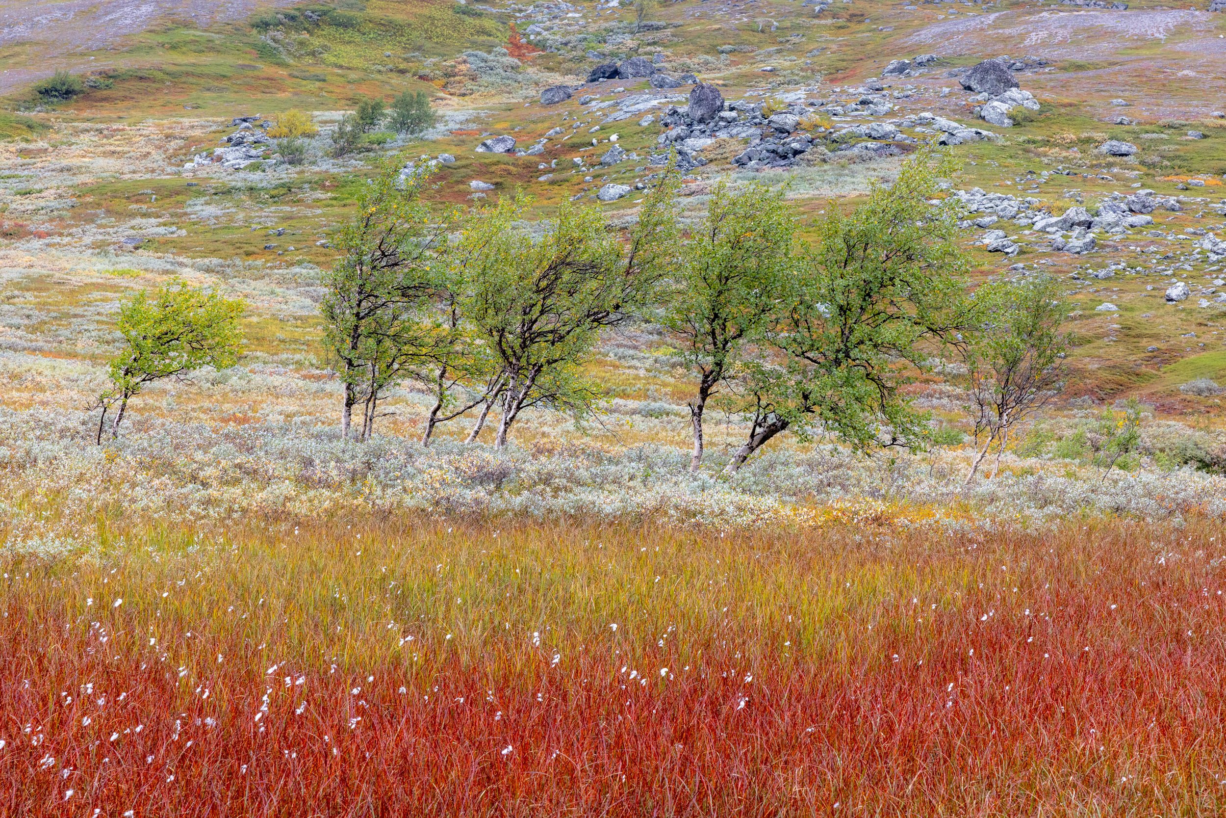 Lapland autumn 26.jpg