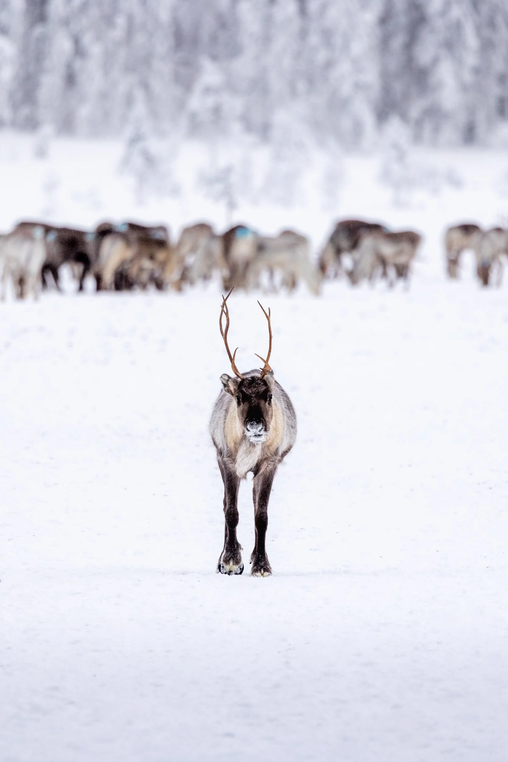 Lapland winter 146.jpg