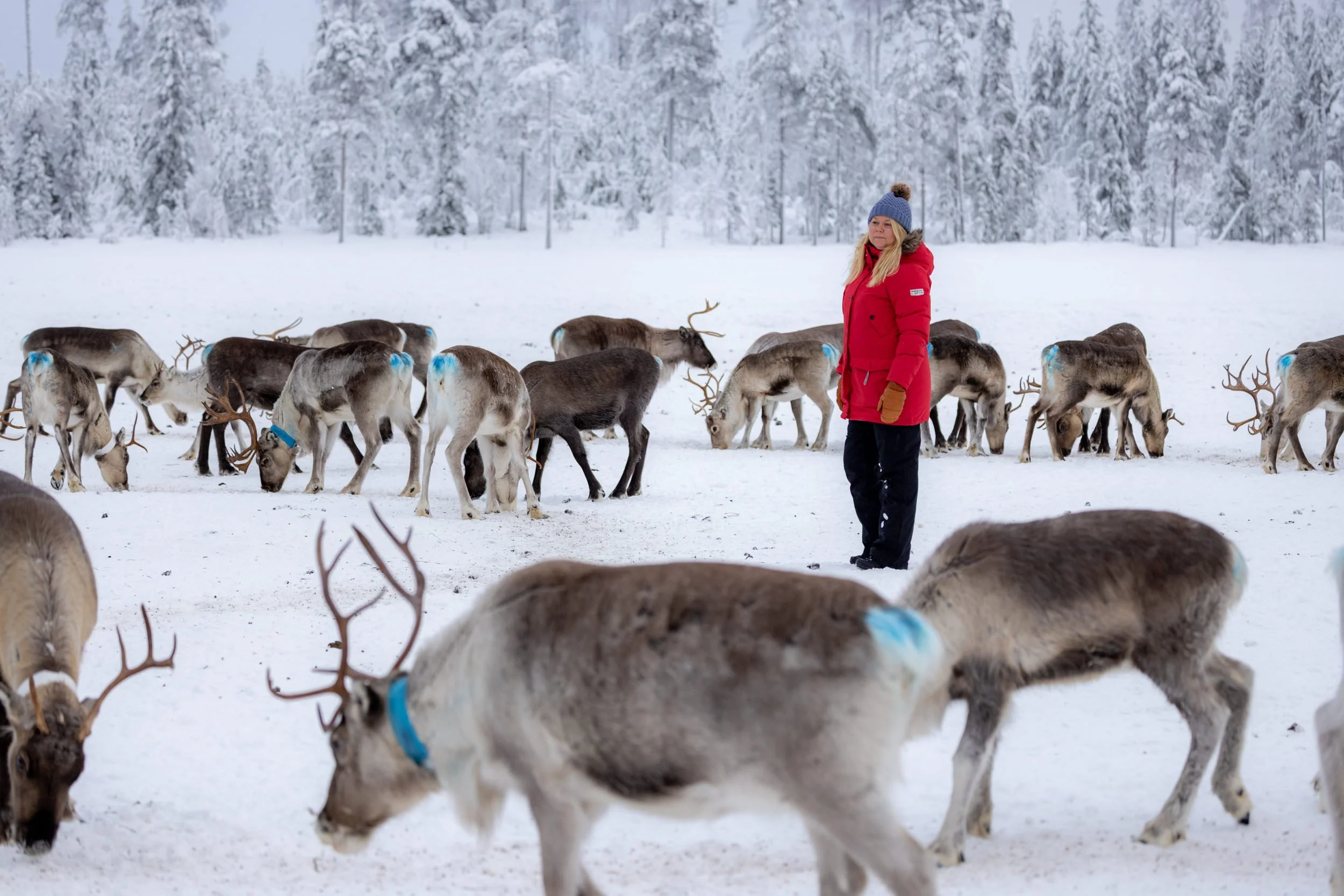 Heart of Lapland 01.jpg