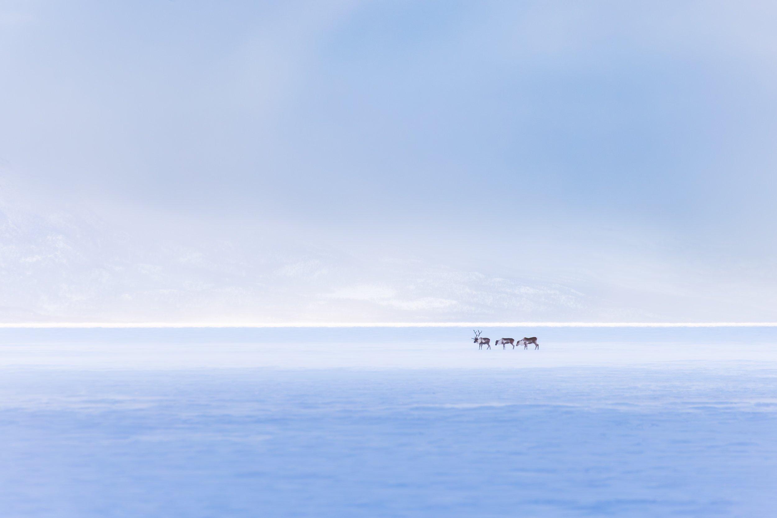 Lapland winter 82.jpg