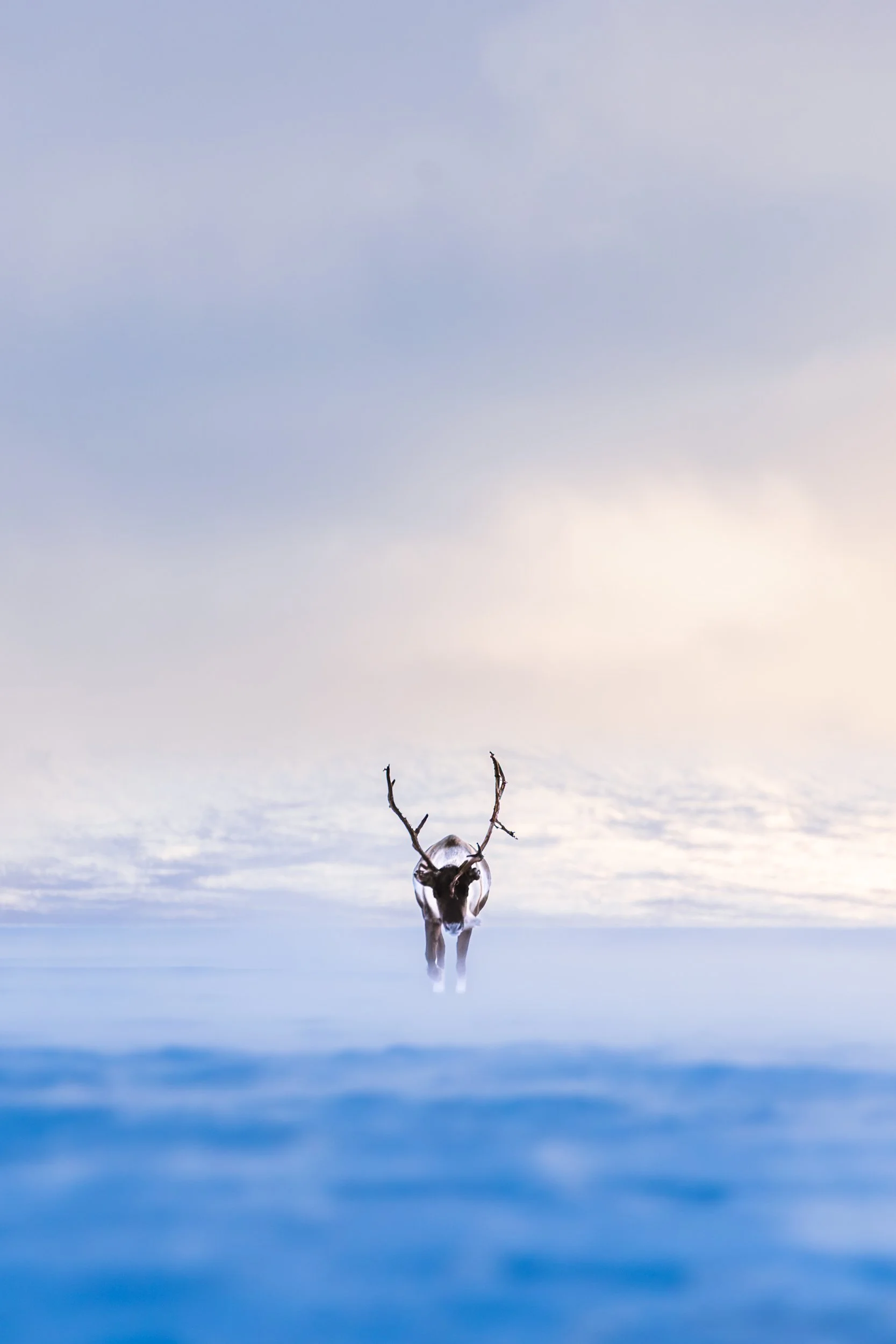 Lapland winter 55.jpg