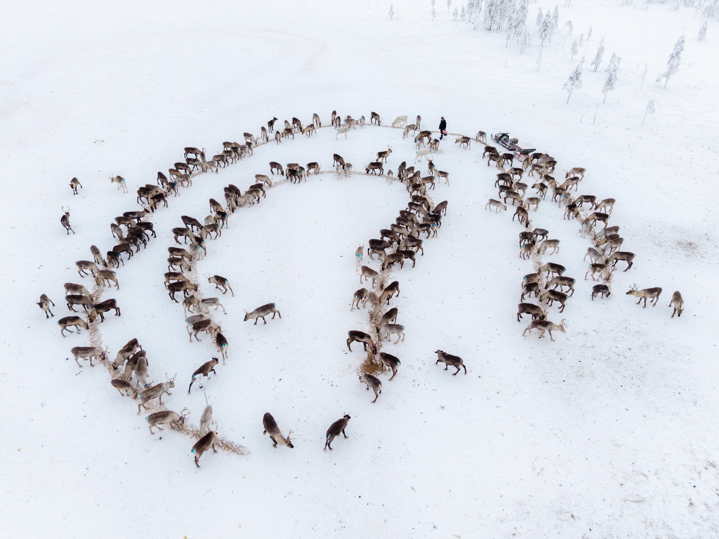 Heart of Lapland 02.jpg