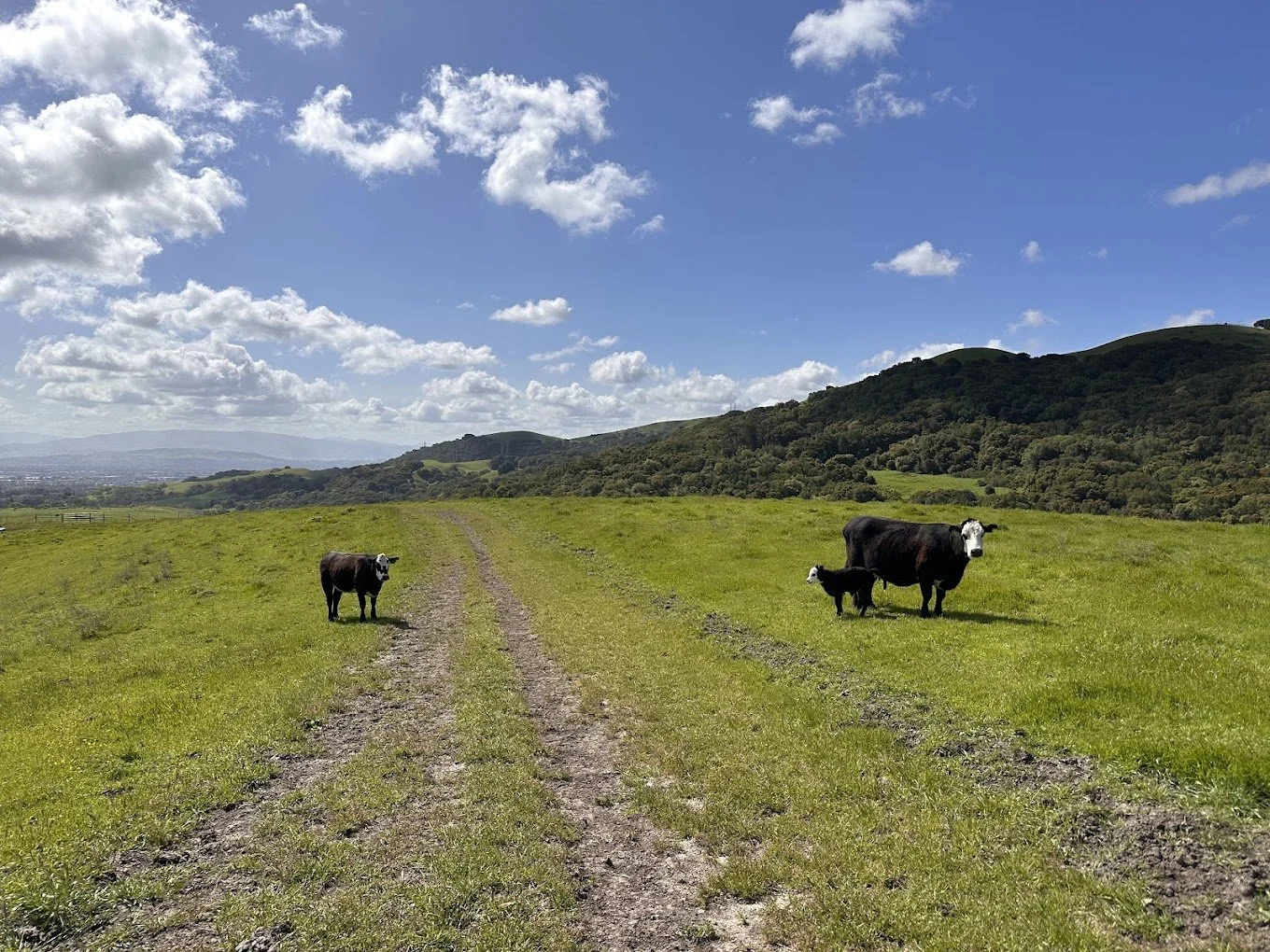 Best Hiking Trails in San Ramon