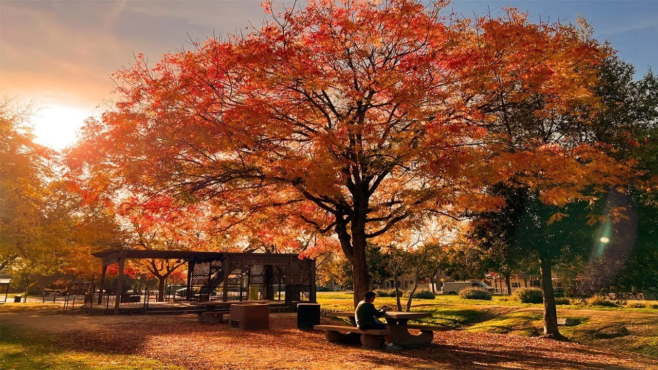 Fall in Downtown Pleasanton tree with fall foliage in pleasanton parks