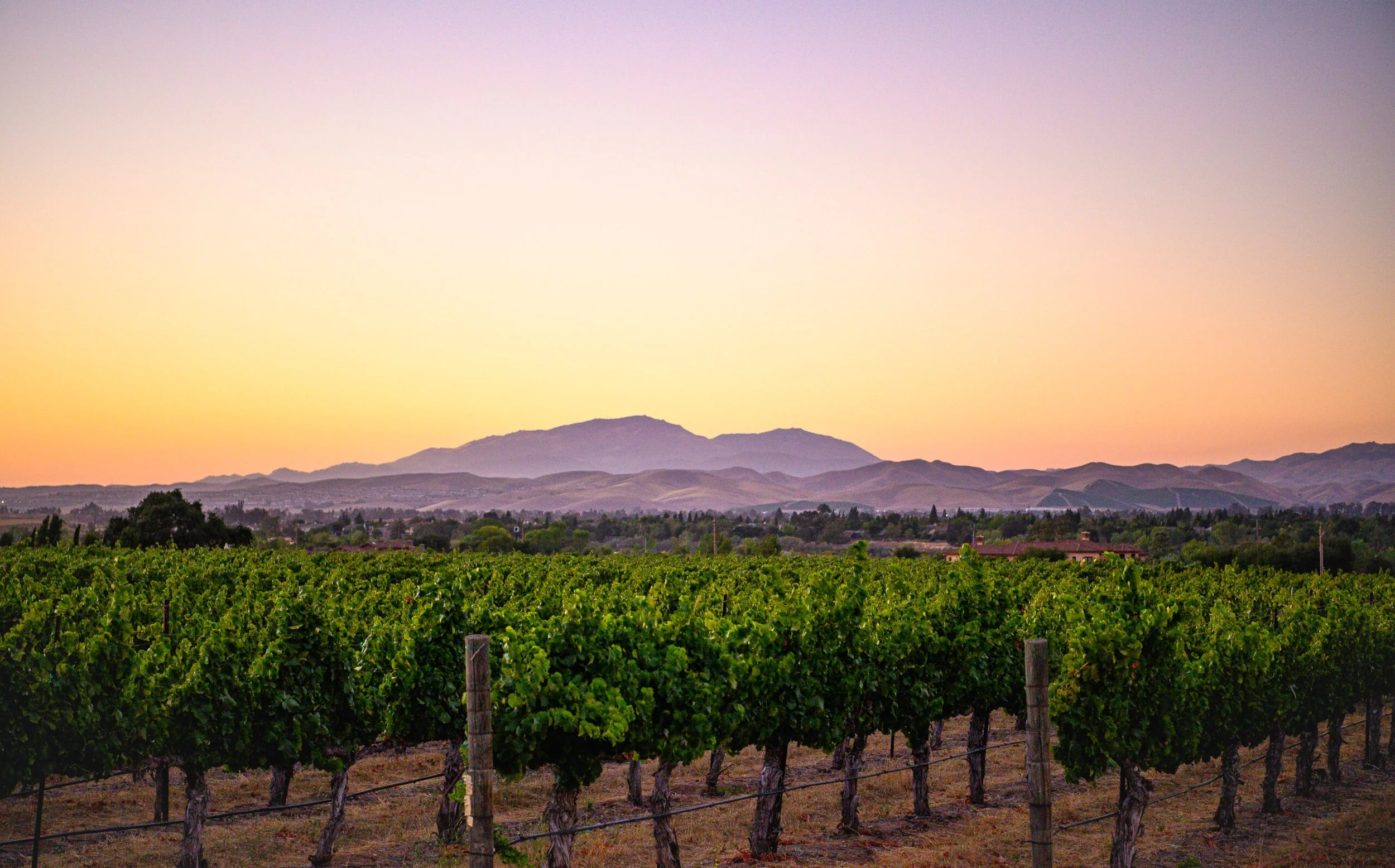 vineyard at a winery in Livermore during sunset hour with the mountains in the background