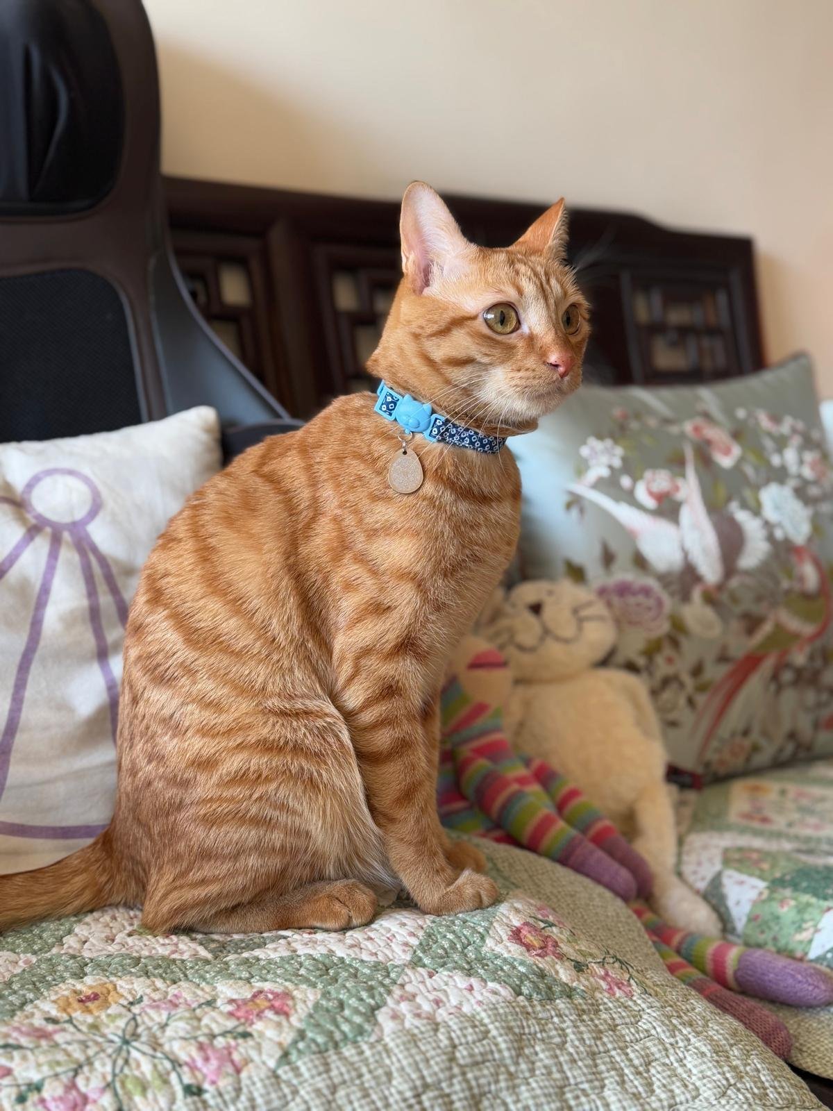 Happy, relaxed pet wearing BioGeometry Pet Tag, symbolising balanced energy and protection.