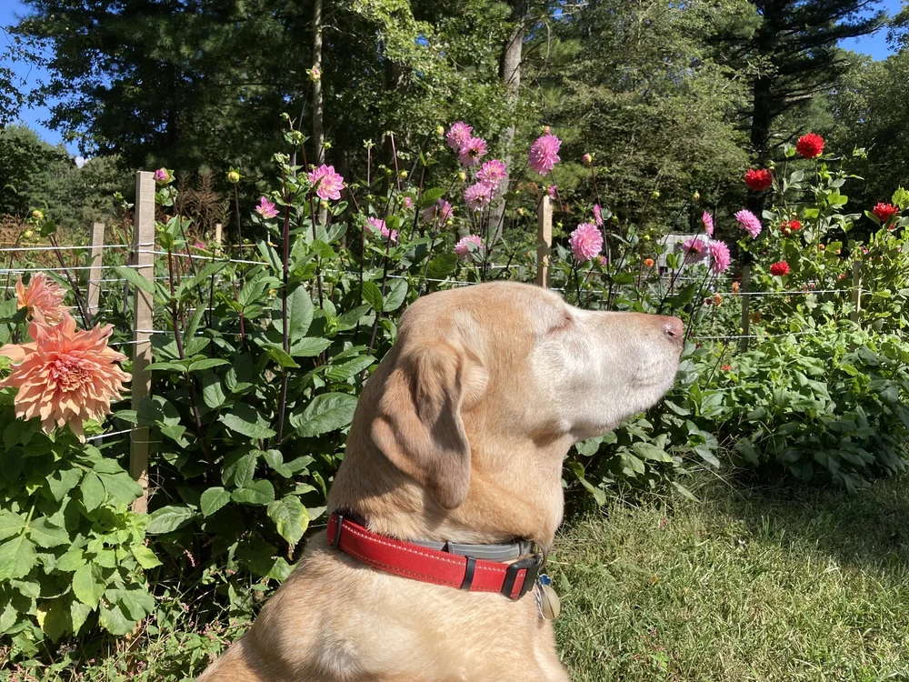 About — Lucky Dogs Farm