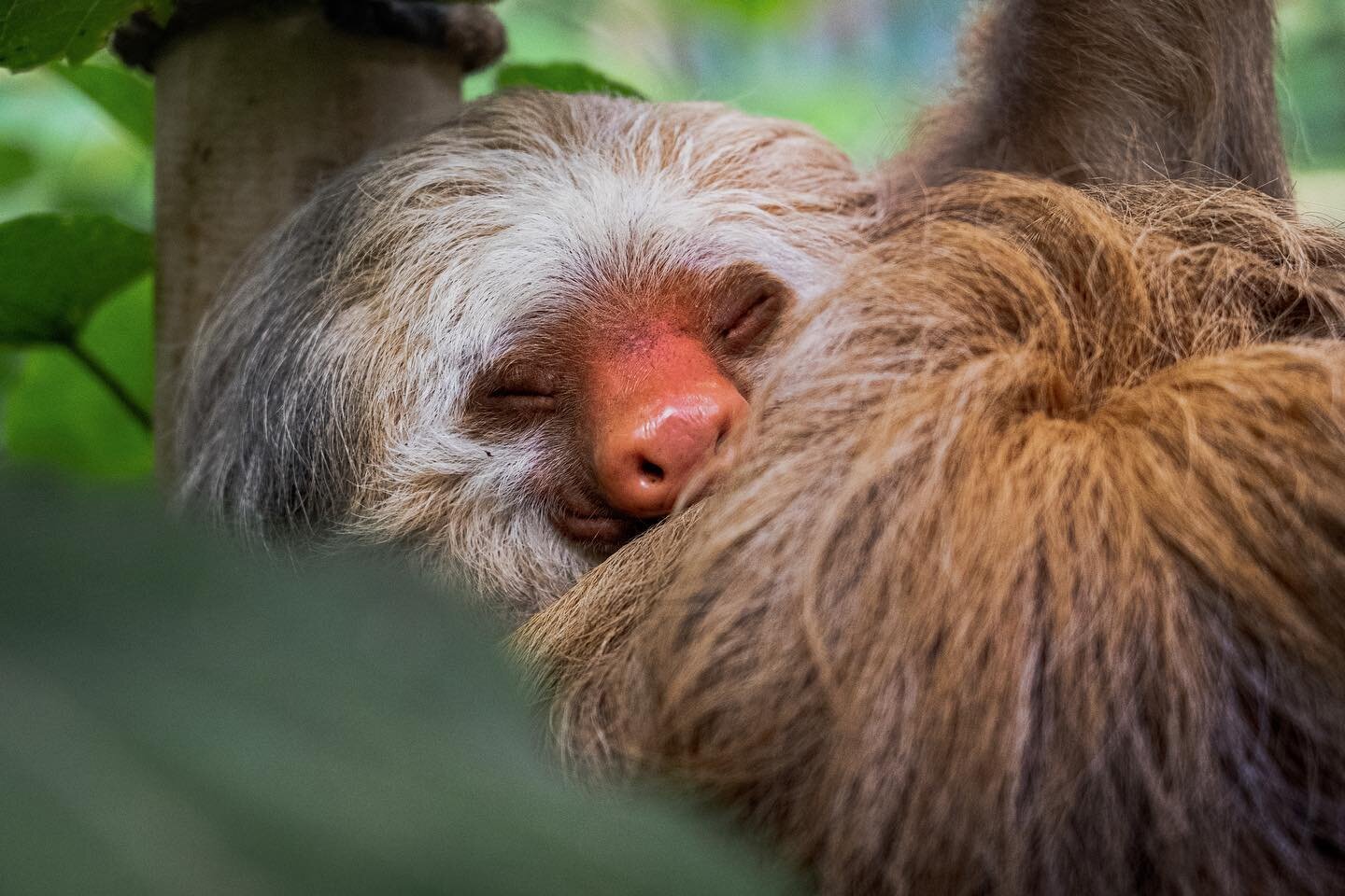 //slow &bull;&bull;&bull; our furry sloth friends remind us that the value to slowing down resides in one&rsquo;s ability to provide as much as we seek, a step toward symbiosis that enhances the entire ecosystem&rsquo;s ability to thrive @selvaturapa