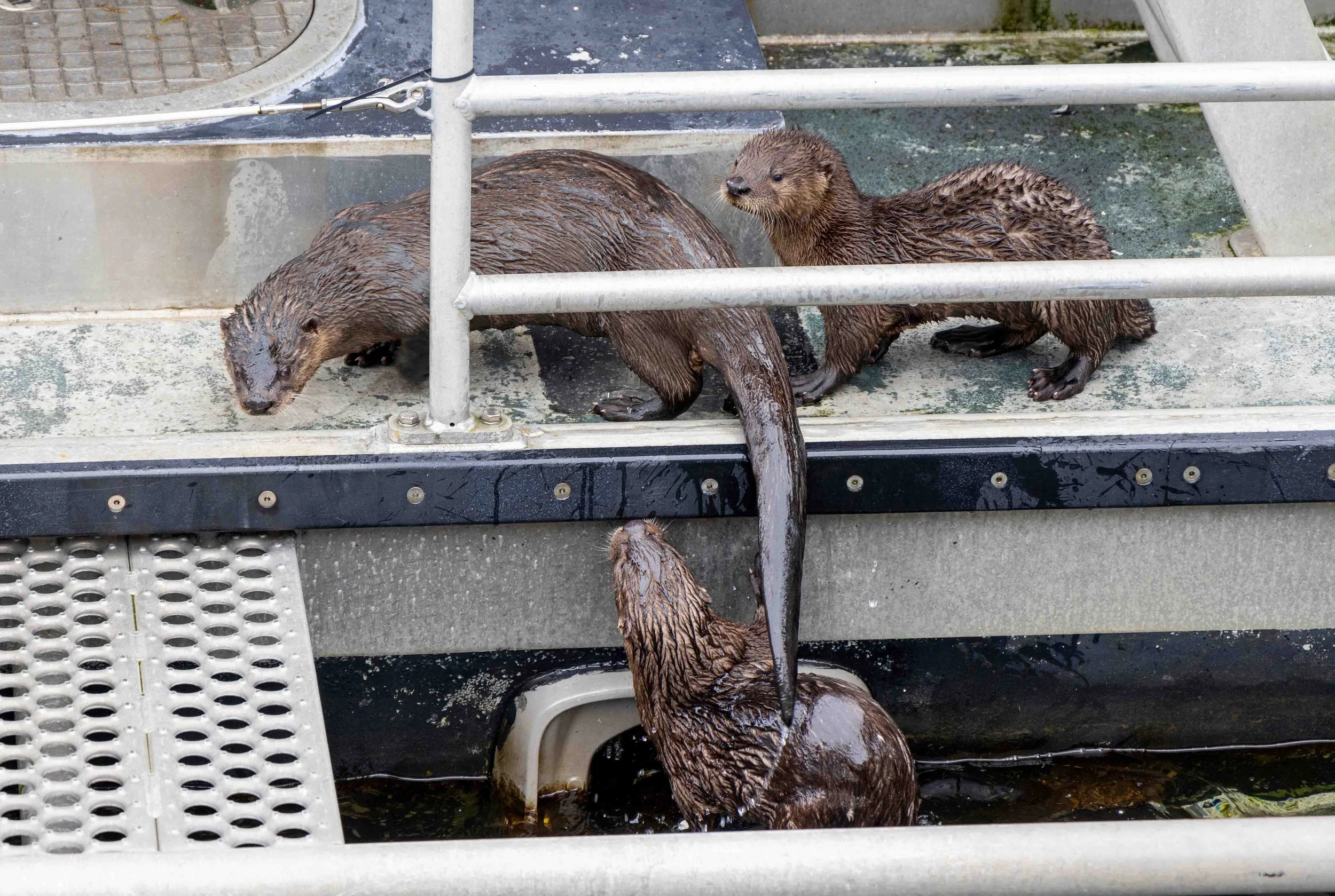Otters, Prince Rupert Waterfront