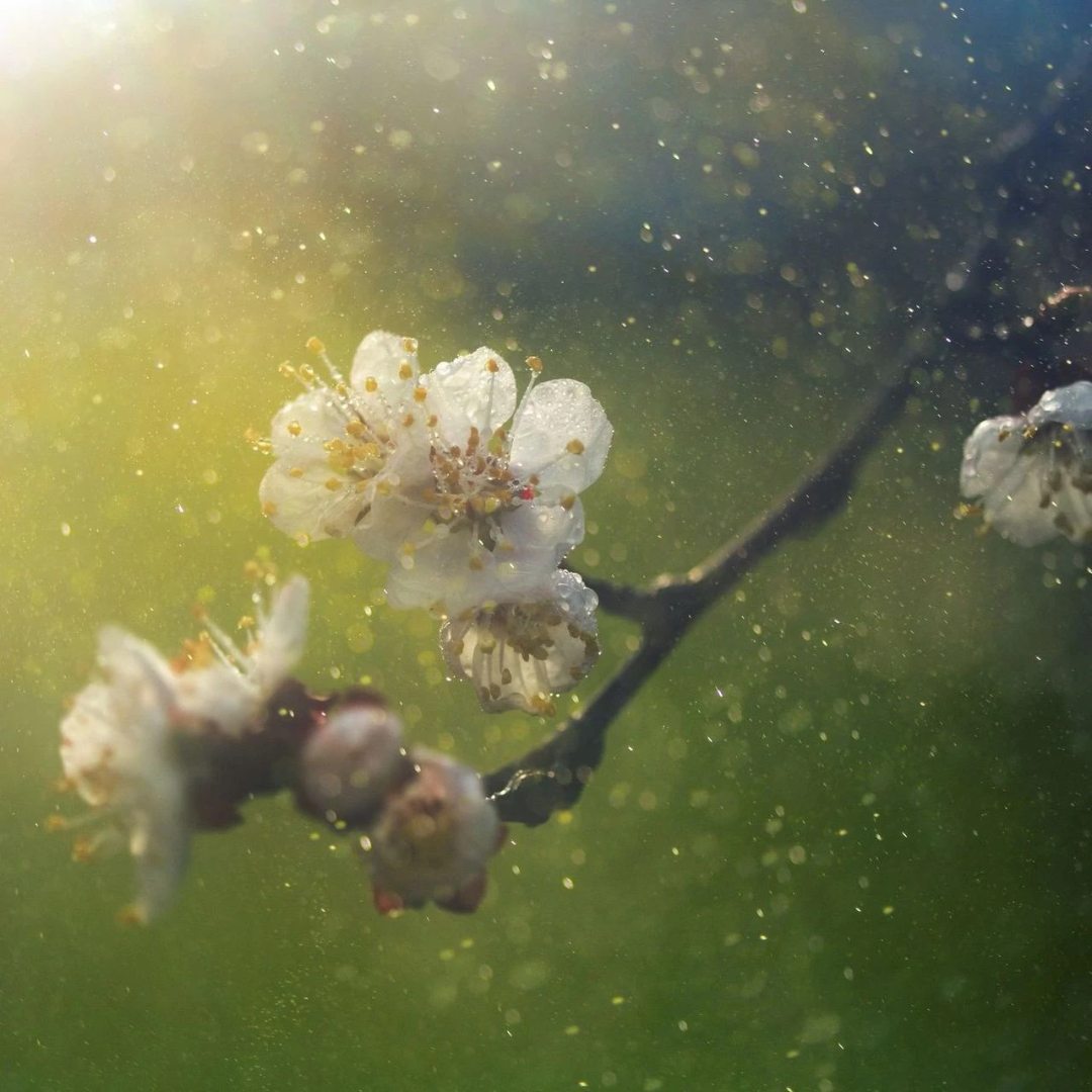 Gentle Natural Remedies for Spring Allergy Season