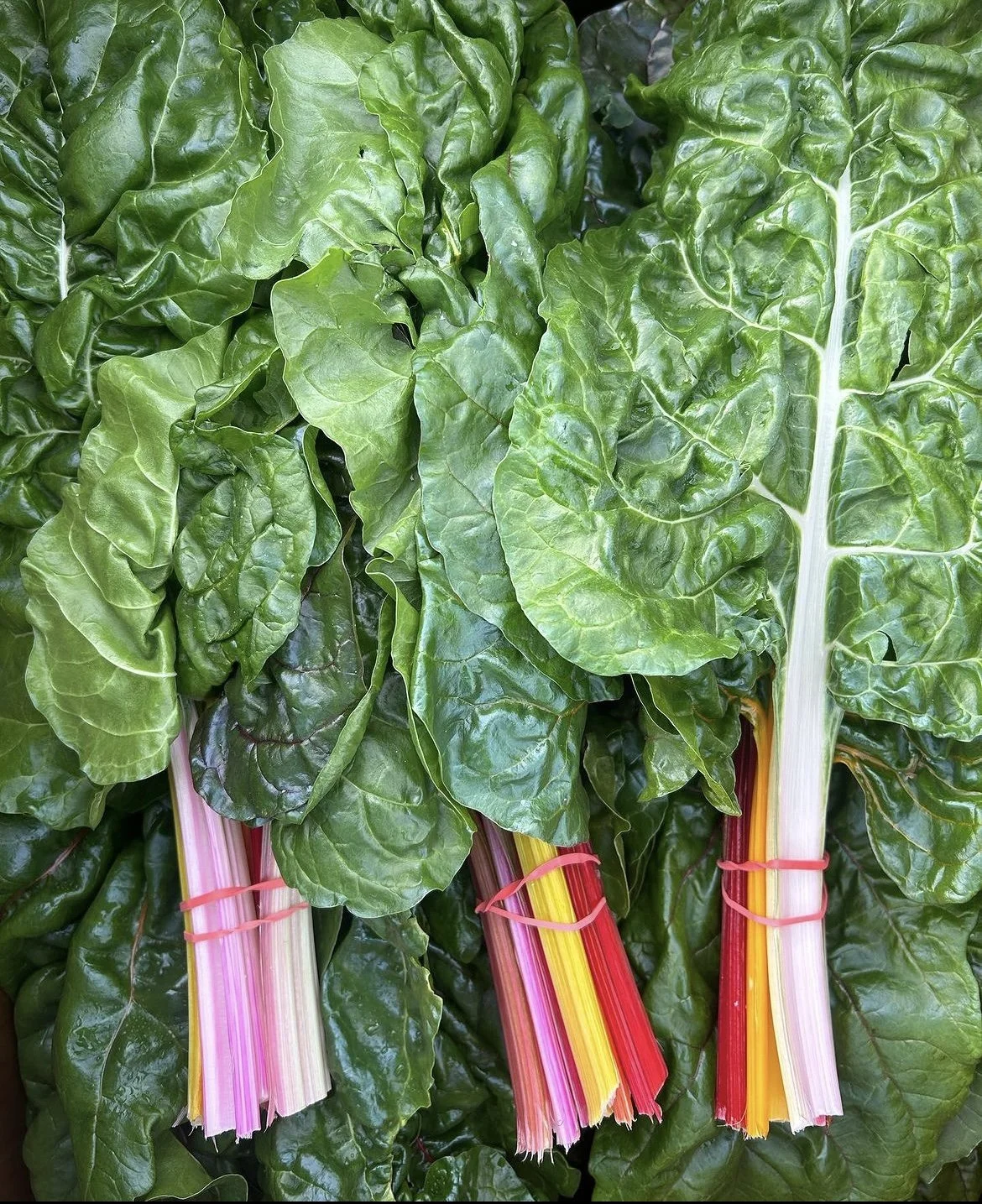 Plantation Park Heights Urban Farm