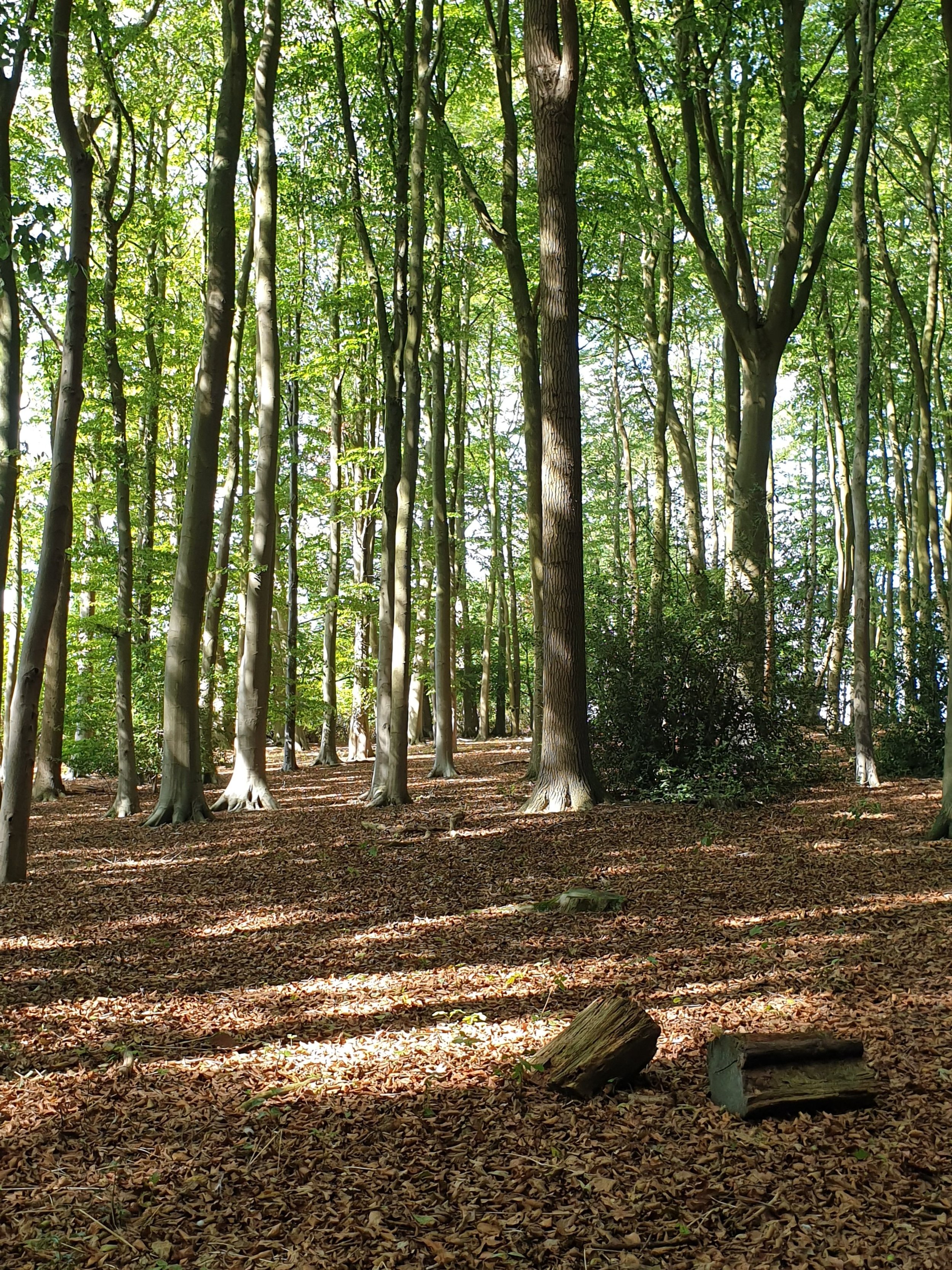 Forest of Trees