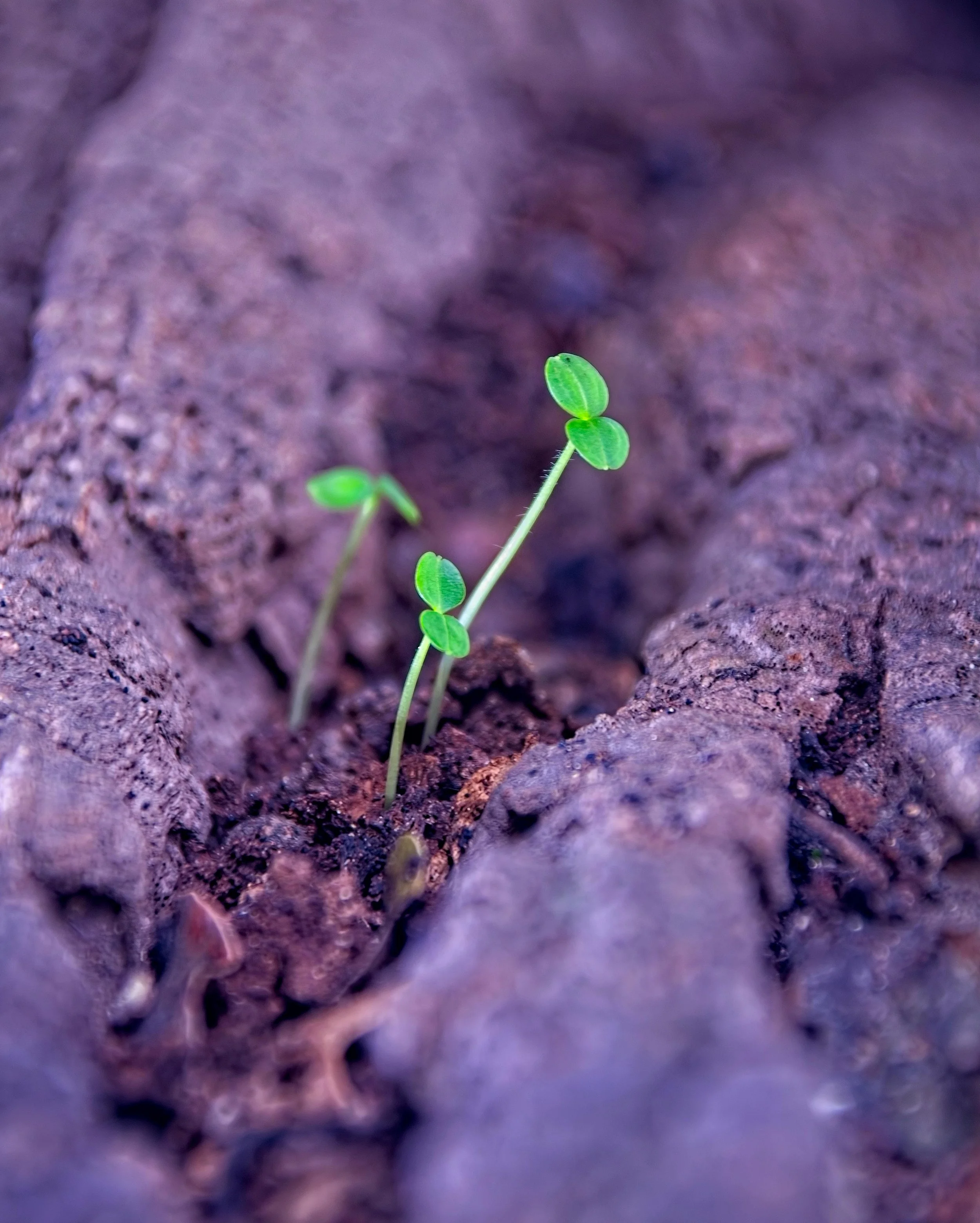Seedlings 