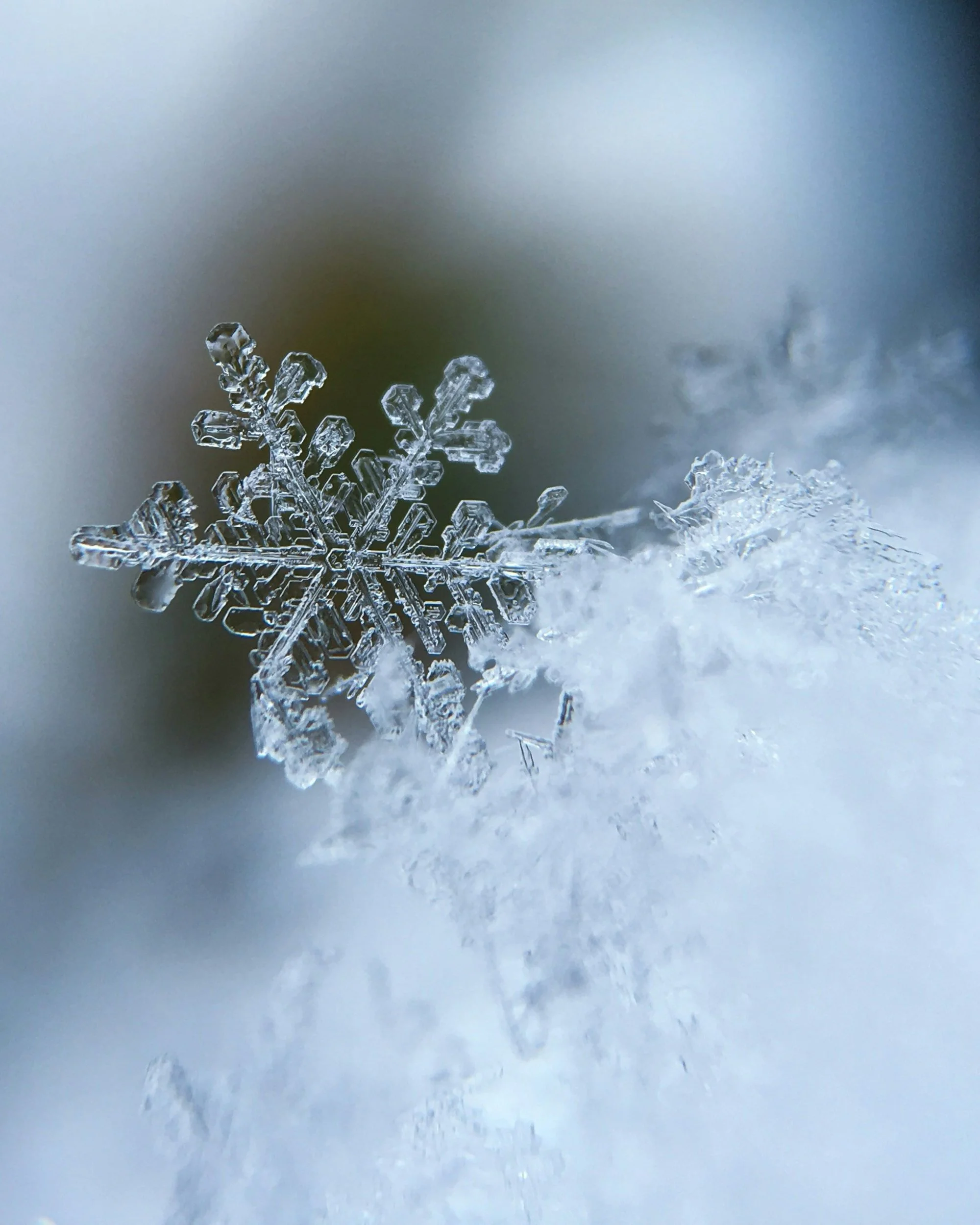 up close photo of a snowflake 