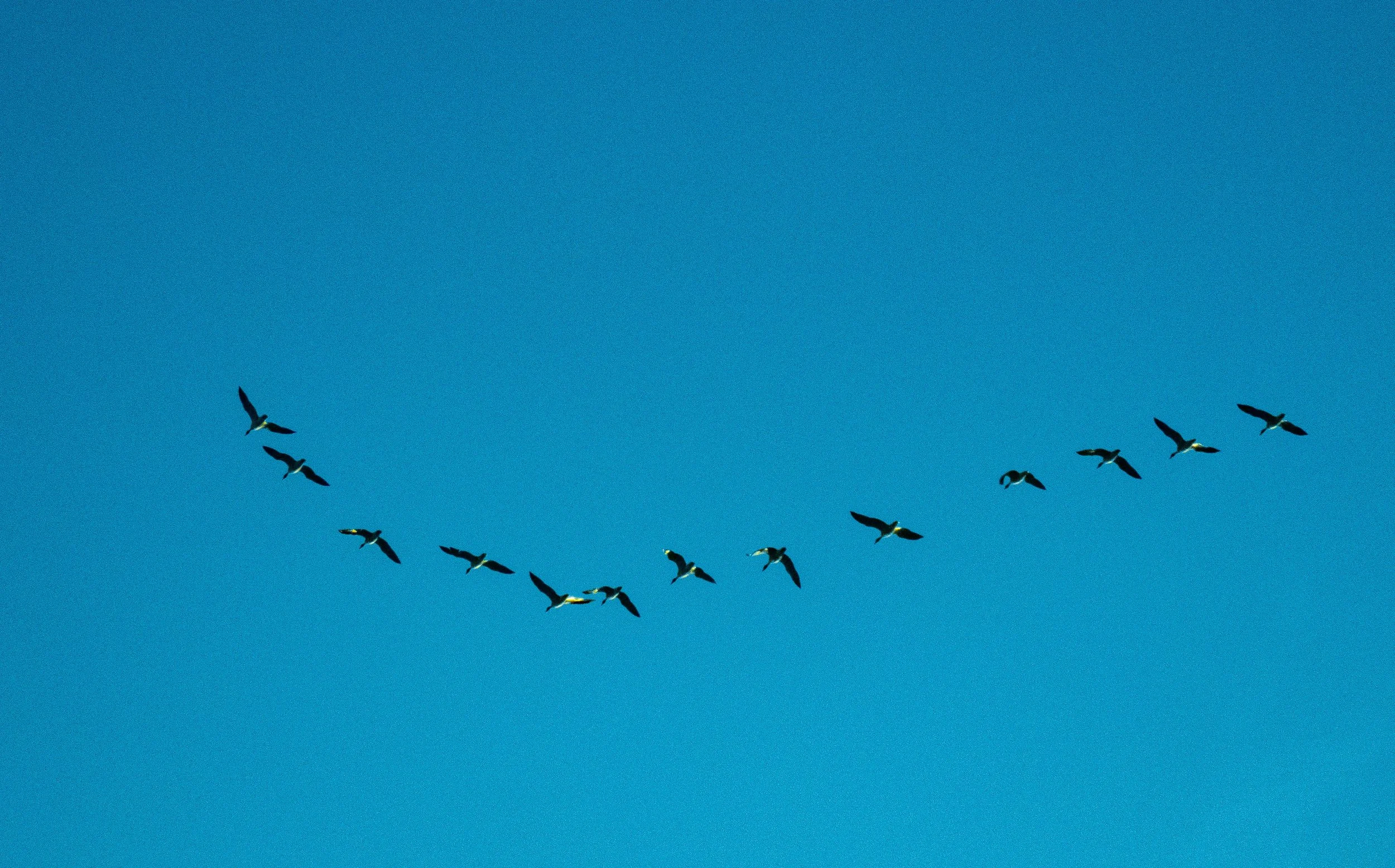 Migrating Birds Flying