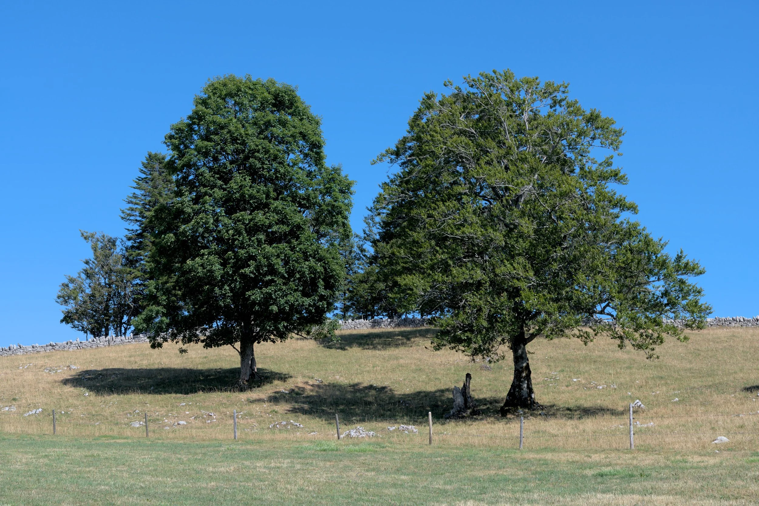 Sky of Trees