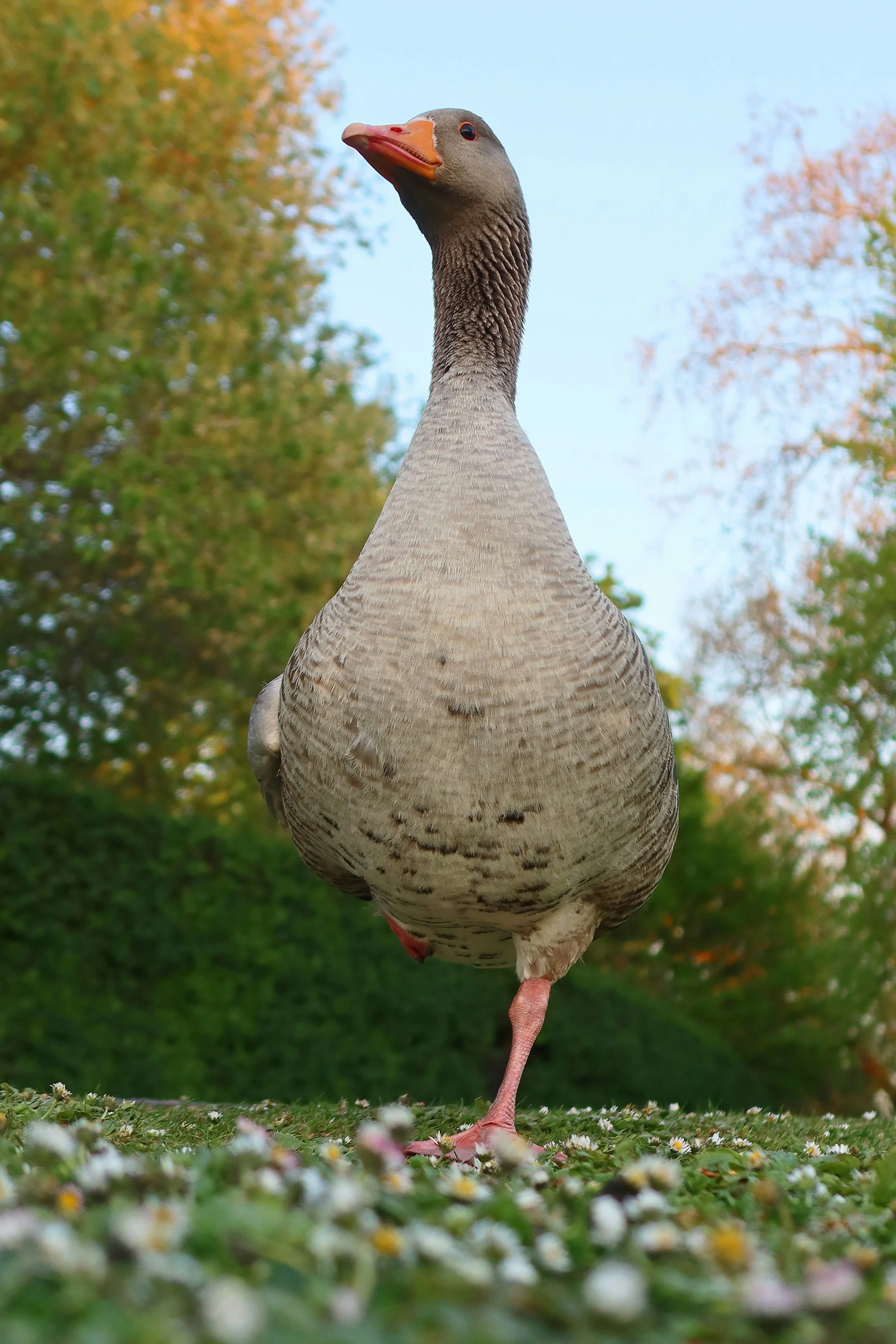 Goose Balancing on One Leg
