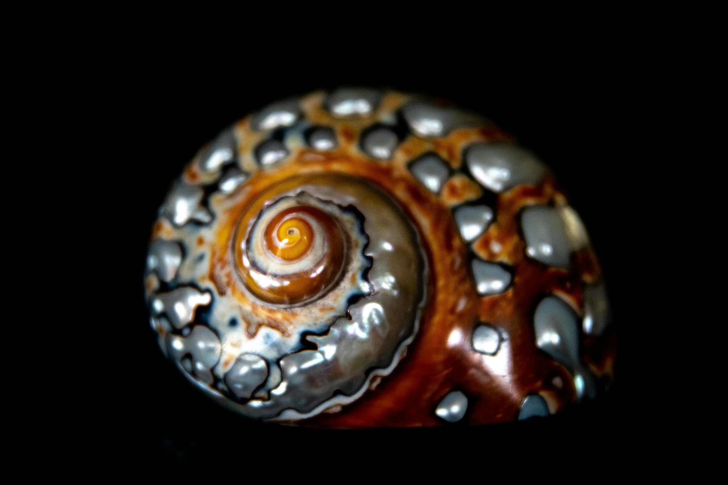 Upclose of Seashell