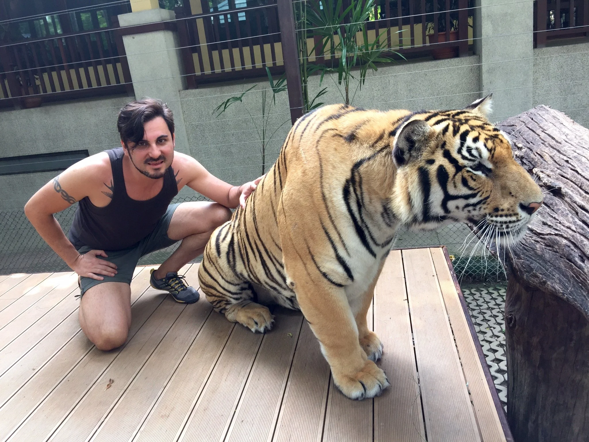 The Tiger Kingdom of Chiang Mai