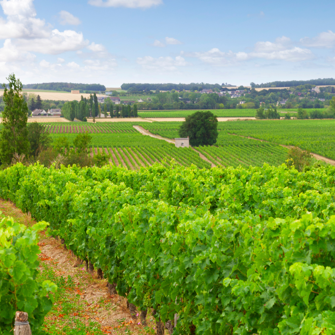What Is Chenin Blanc, and Why Should You Be Interested in It?