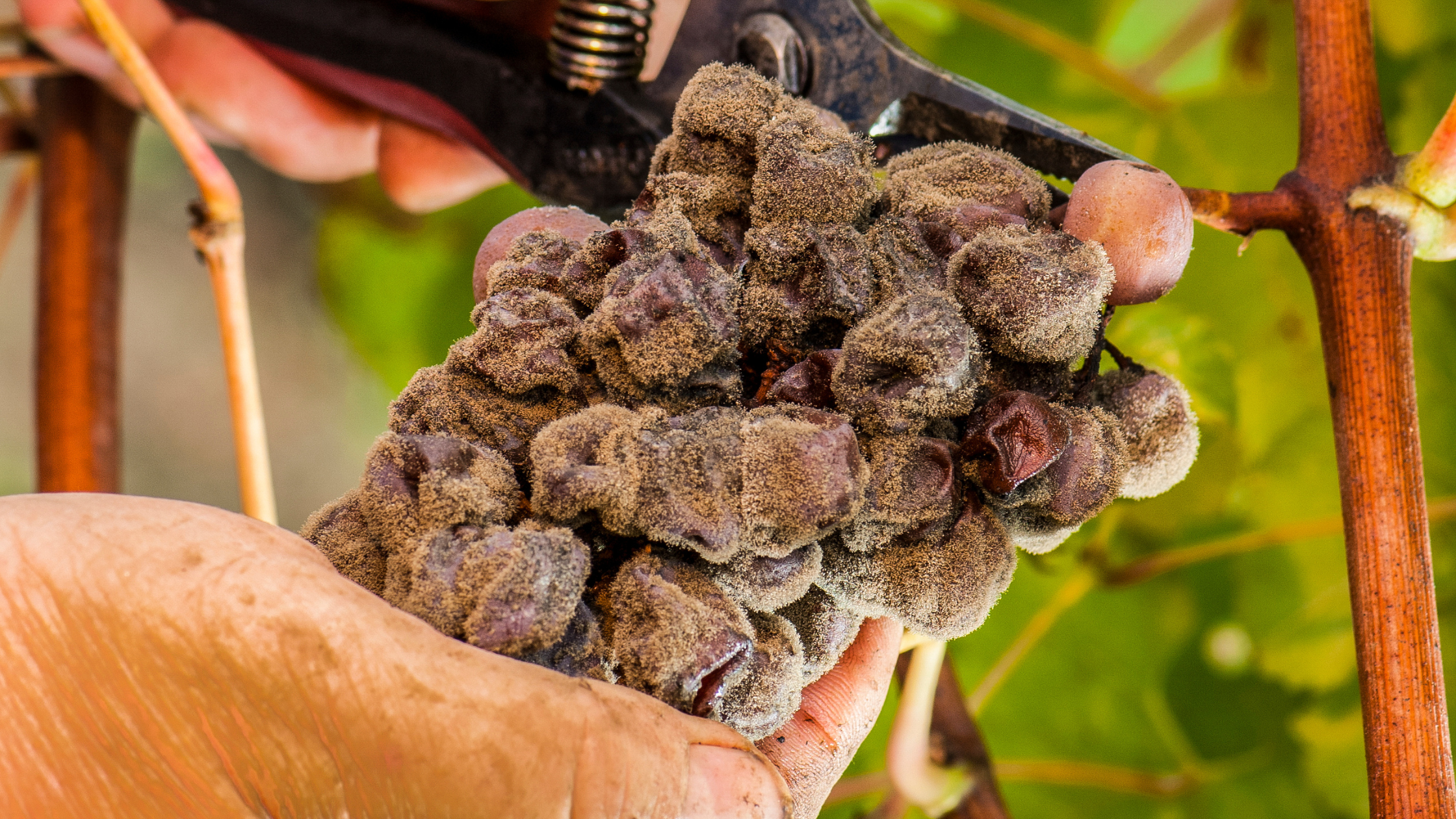 Grape Varieties Noble Grapes Of Bordeaux Grapes In Bordeaux Wine Cheap