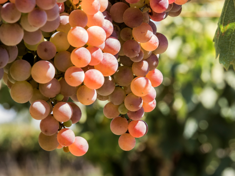 A Guide to Gewurztraminer Pronunciation, Wine Region