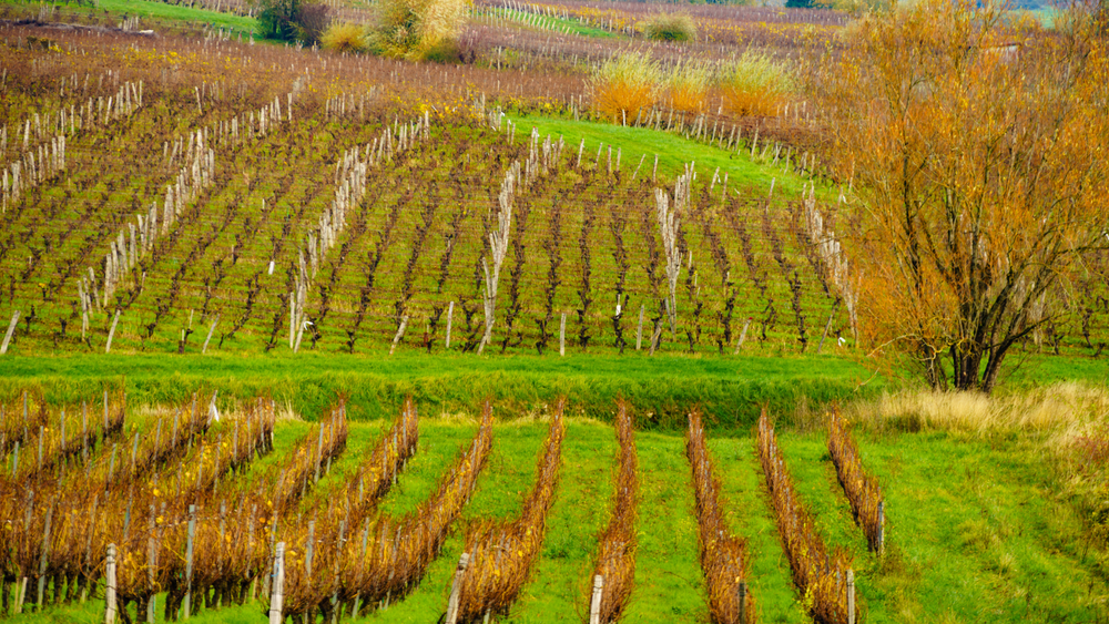 Jura Wines French Wine Region Guide Sommelier's Secrets