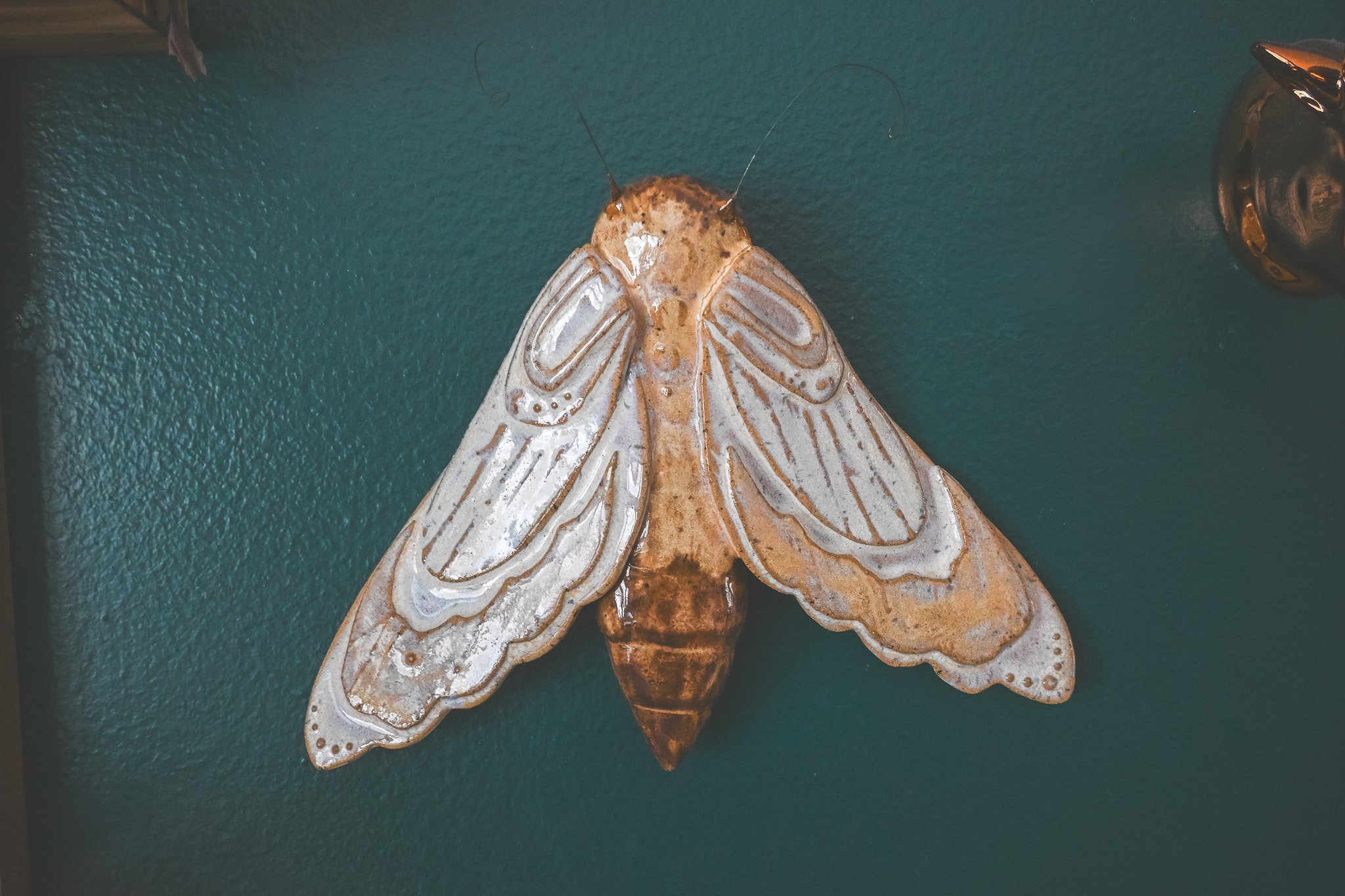 Cream and Gold Hanging Moth