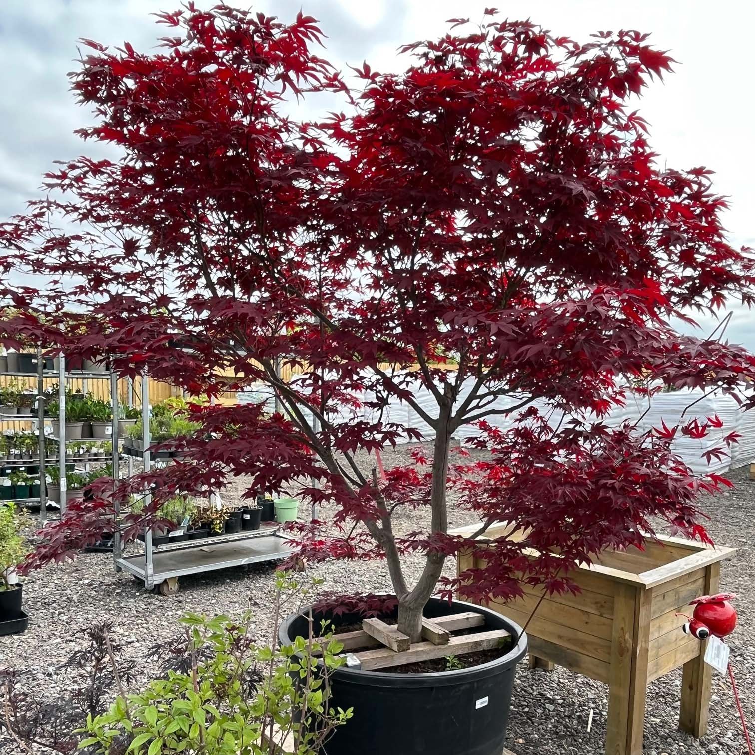 acer-tree.jpg