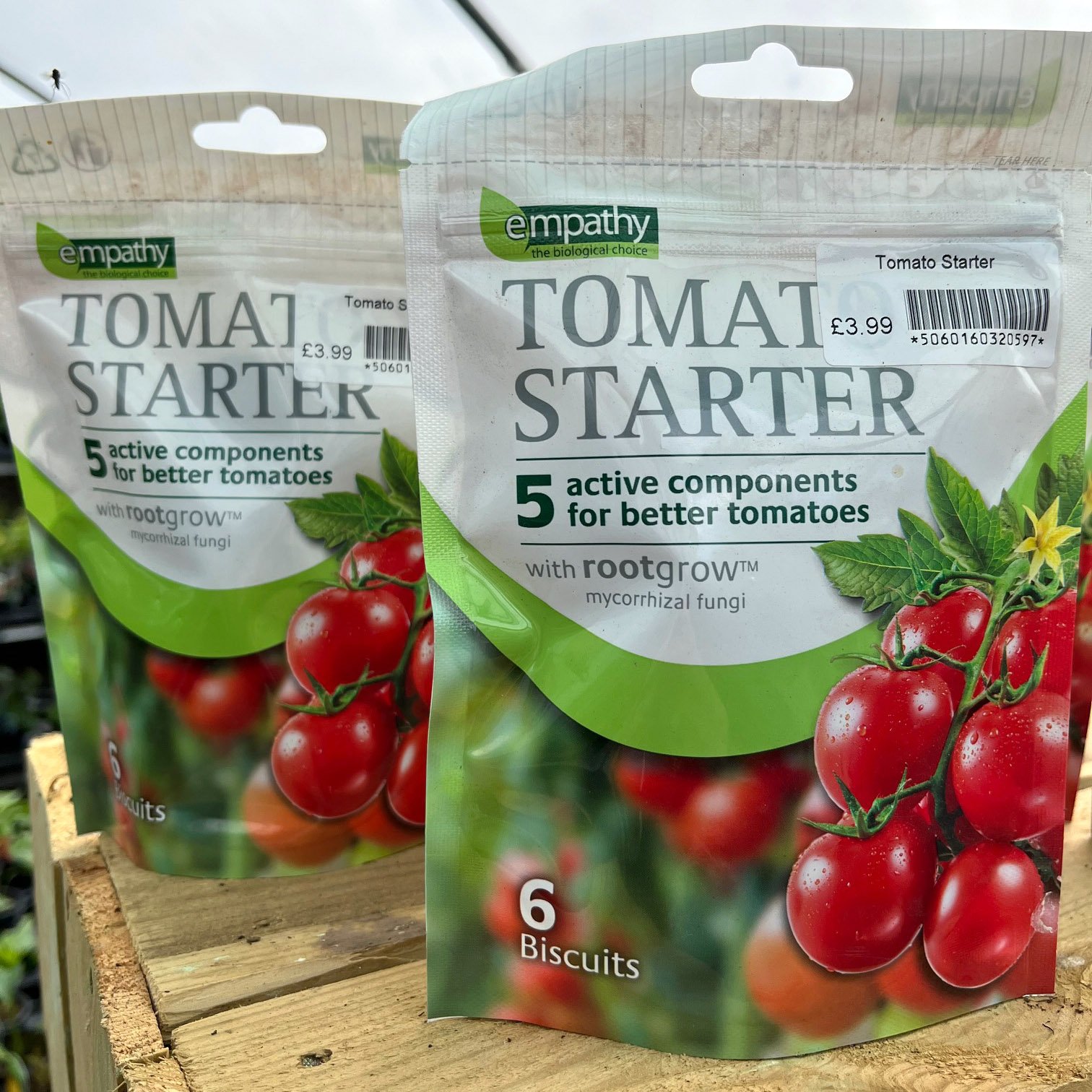 tomato-starter.jpg