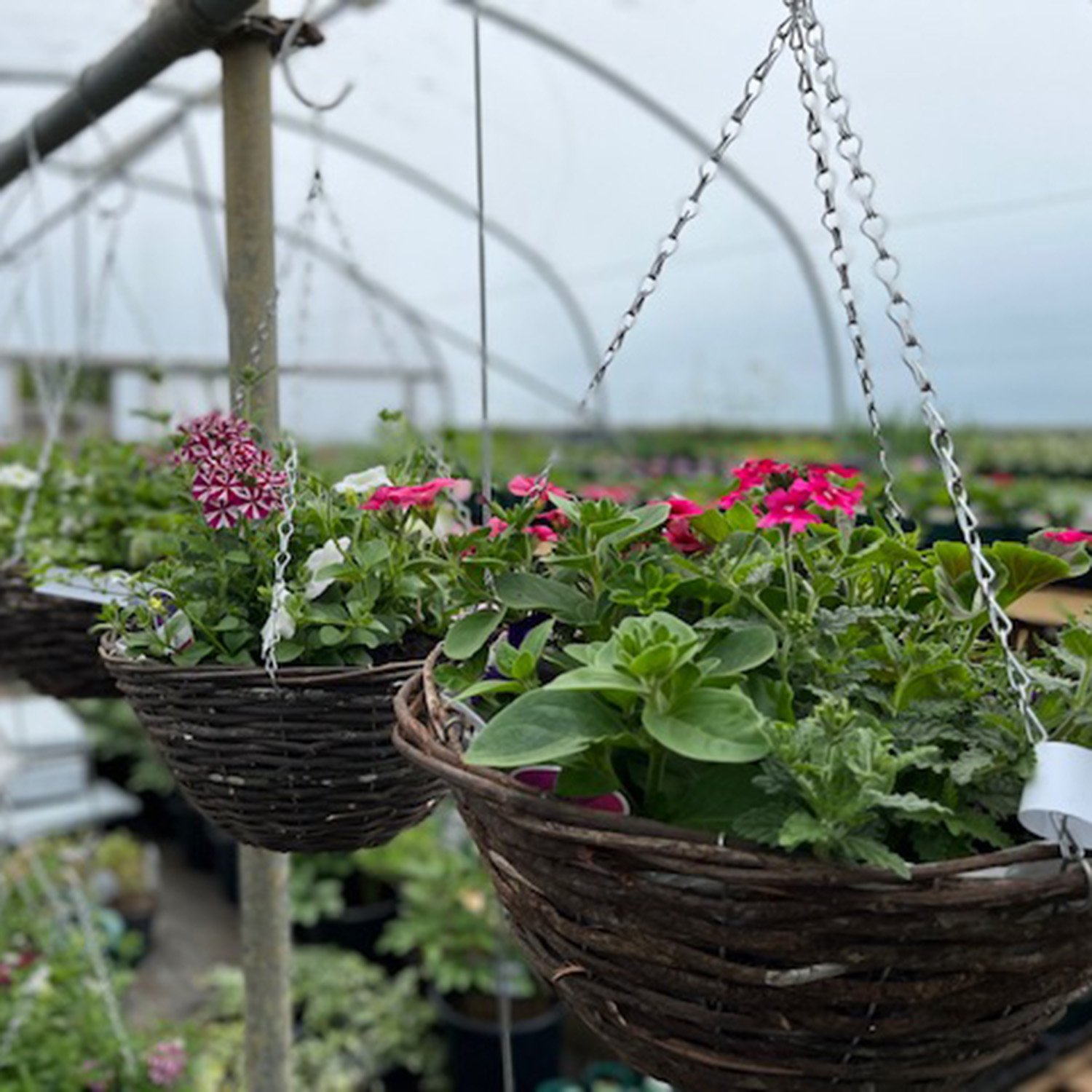 hanging-baskets.jpg