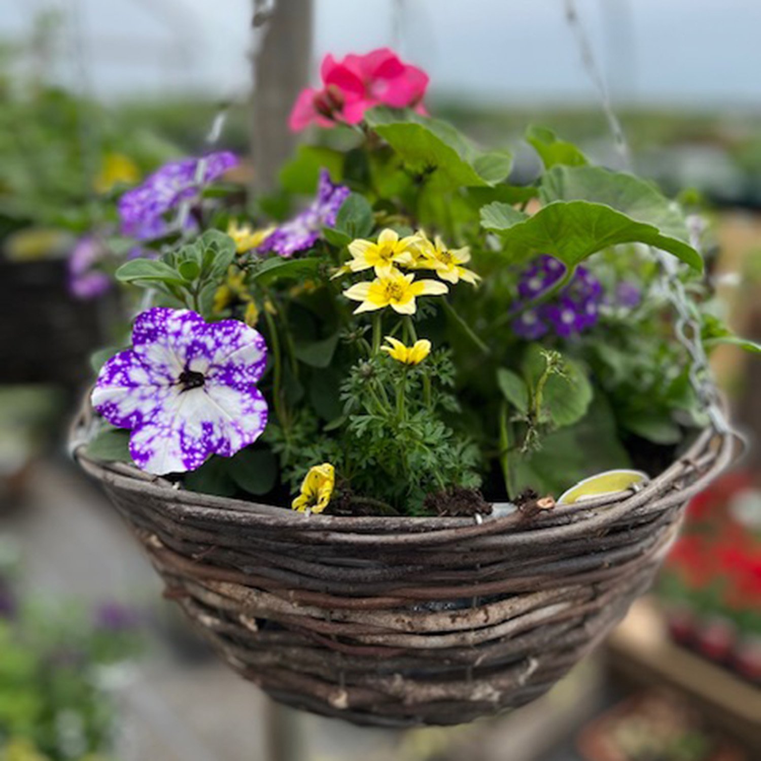 hanging-basket.jpg